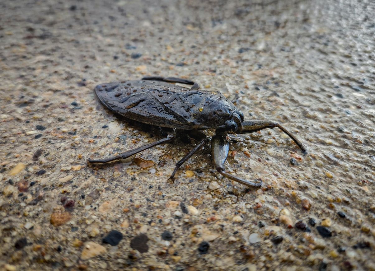 Prinzipiell ist ein Biss, oder besser Stich dieser Riesenwanze eher ein Versehen – tut aber trotzdem weh.