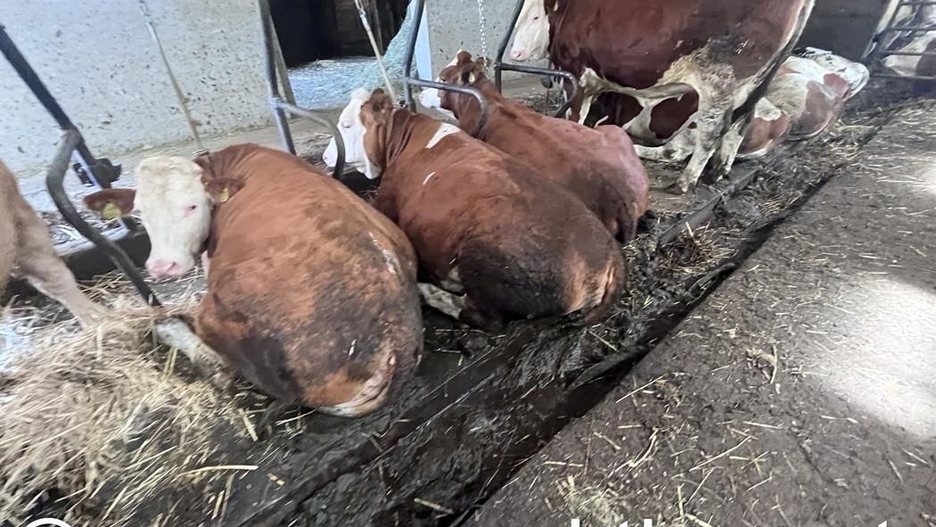 Wenig Platz, Kühe angekettet – schlimme Zustände auf Hof
