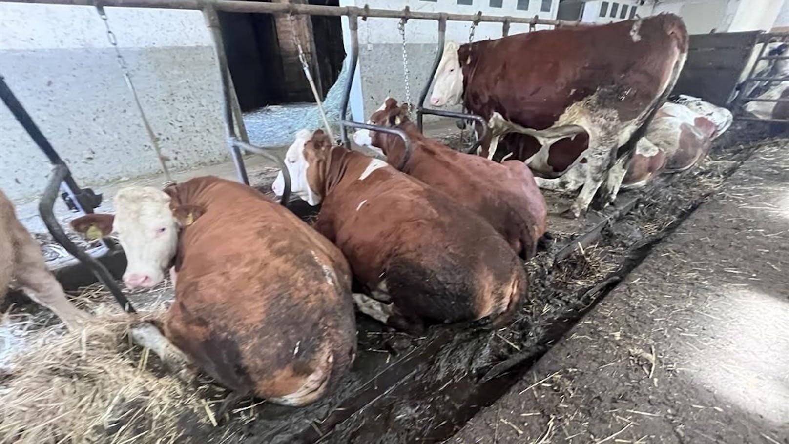 Wenig Platz, Kühe in Ketten – schlimme Zustände auf Hof