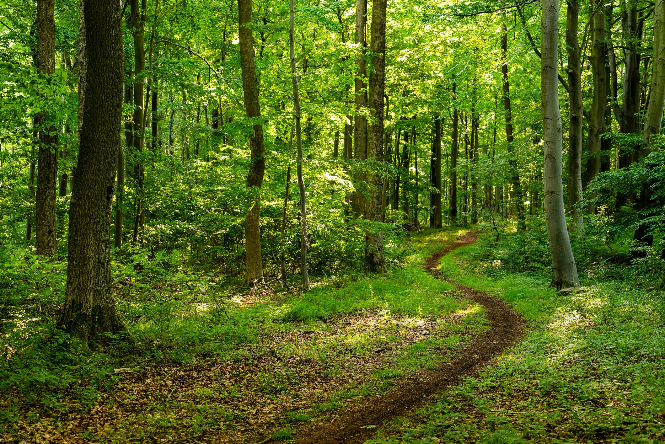 Trotz Fortschritte im Waldschutz, habe man es vielerorts verabsäumt, die Entwaldung und das Zurückgehen der Biodiversität zu verlangsamen.
