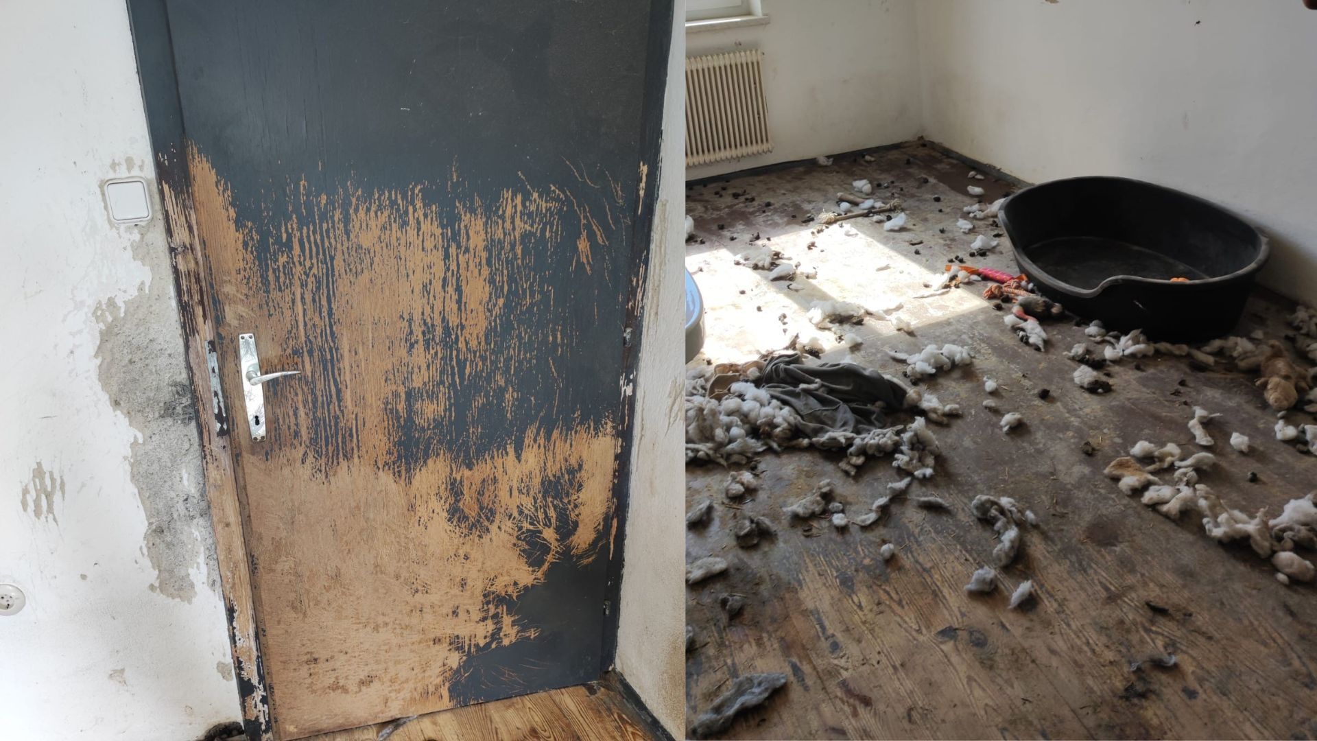 Schreckliche Verhältnisse: Die Tierretter fanden die Hunde.