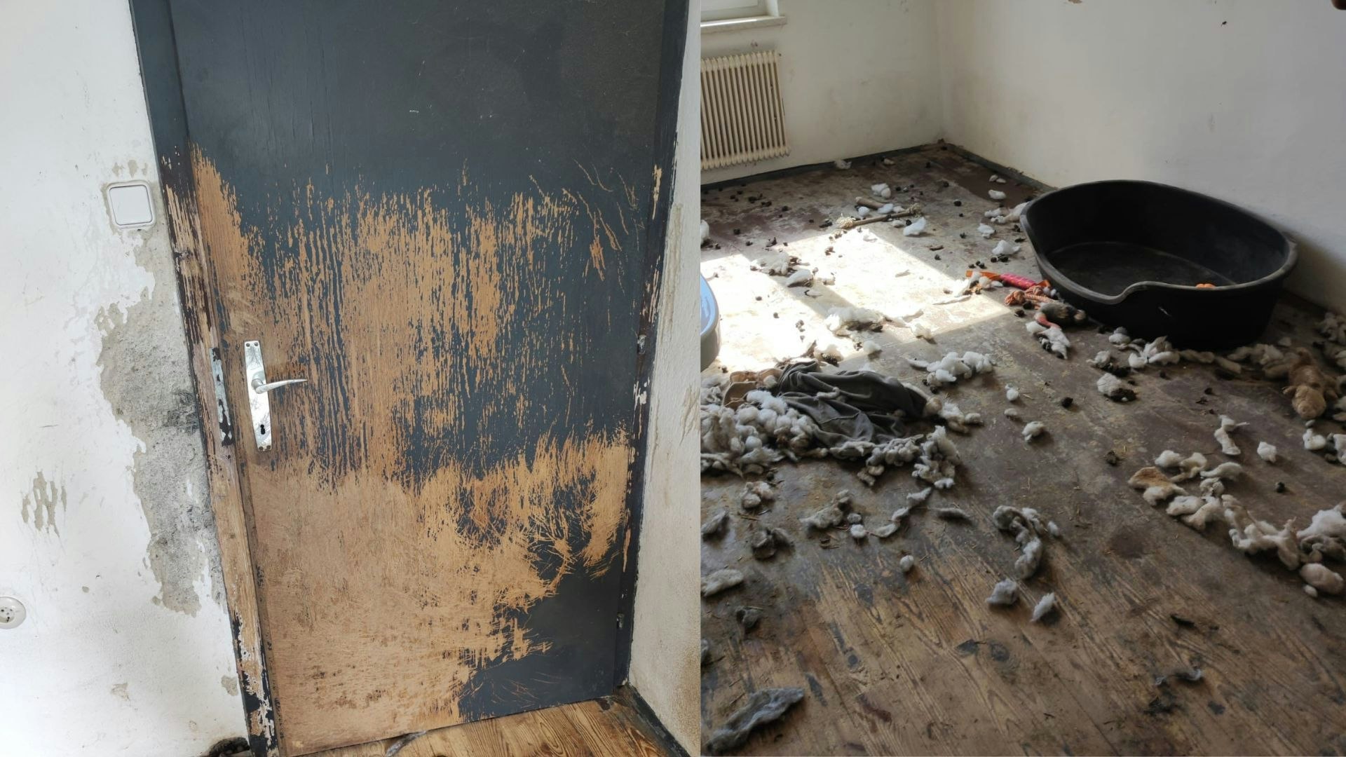 Heute.at - Frau fährt auf Urlaub, lässt Hunde eingesperrt zurück