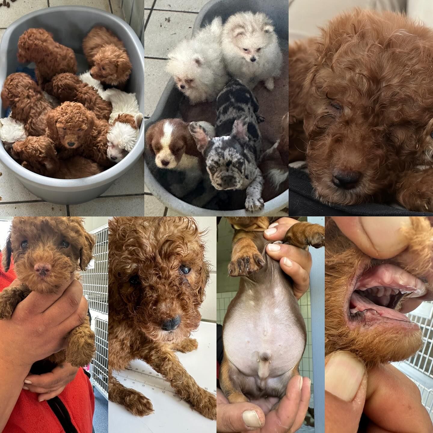 Grausam: Diese Hunde sind nur wenige Wochen alt. Sie wurden ihren Müttern entrissen.