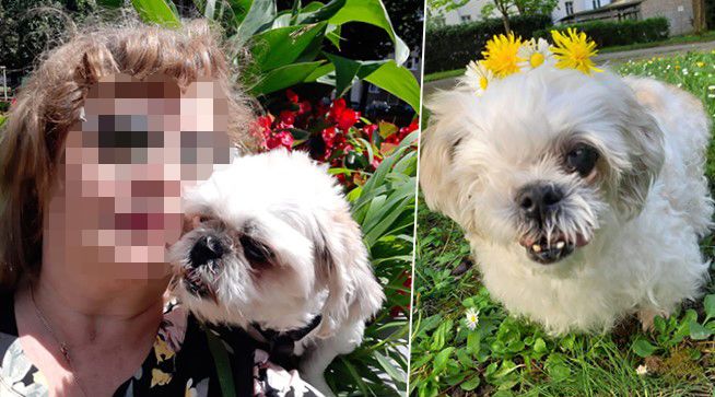 Die Wienerin versteht nicht, wieso sie die Hundeabgabe zahlen soll.