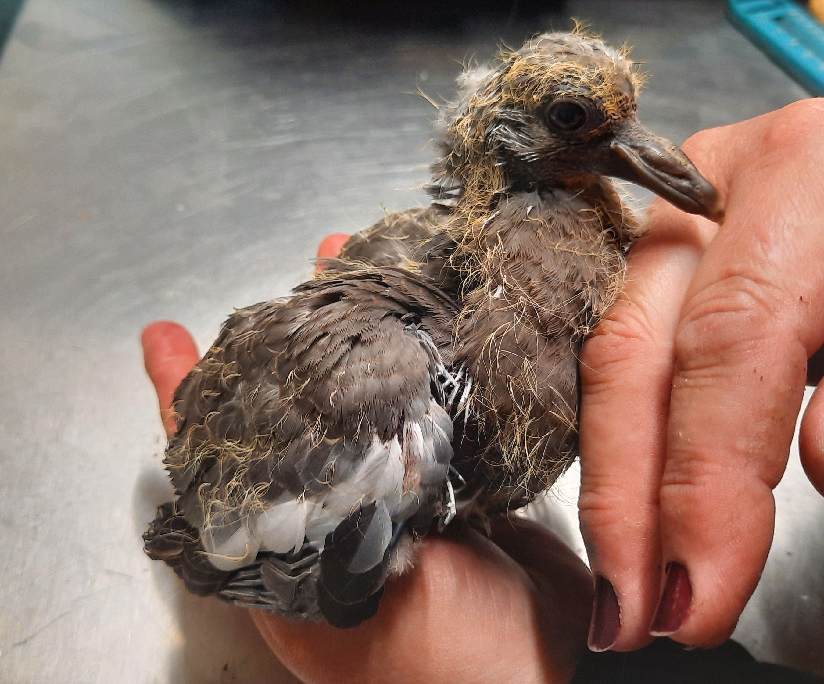 Dieses Taubenküken wurde offenbar auch Opfer eines Rasenroboters.