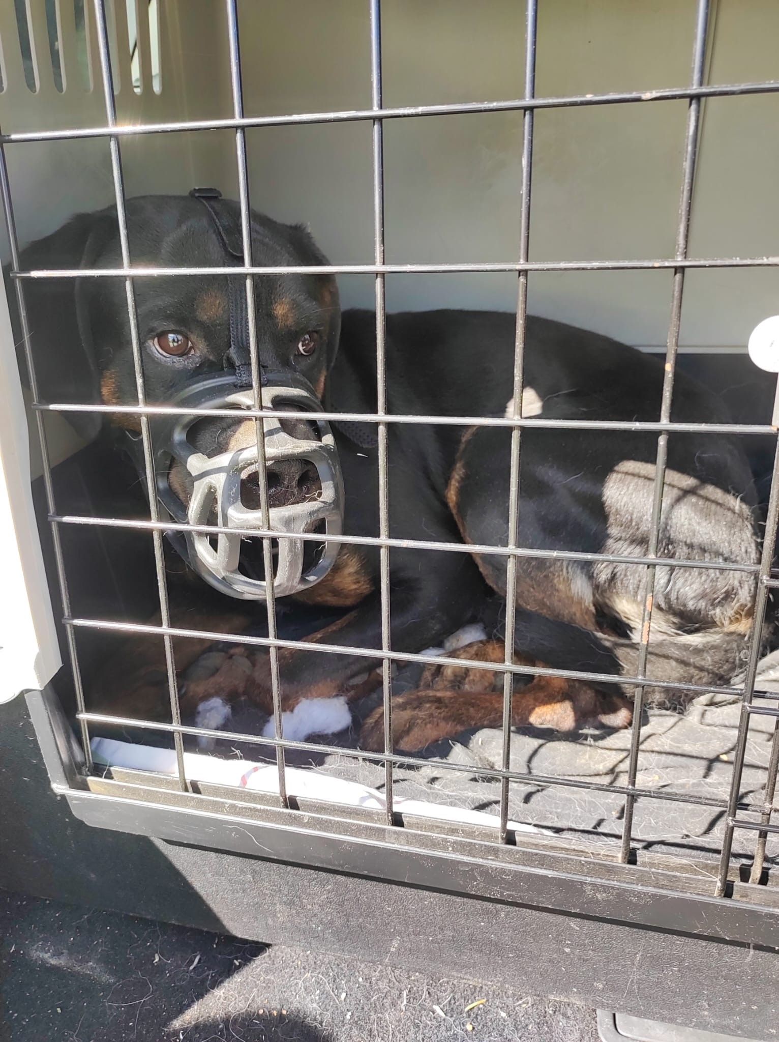 Die Hunde mussten tagelang ohne Nahrung auskommen.