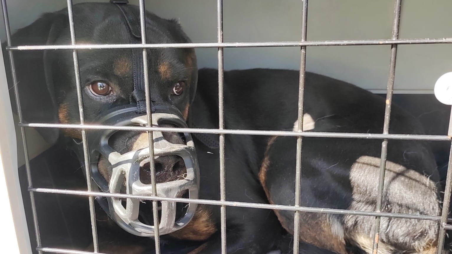 Die Hunde mussten tagelang ohne Nahrung auskommen.