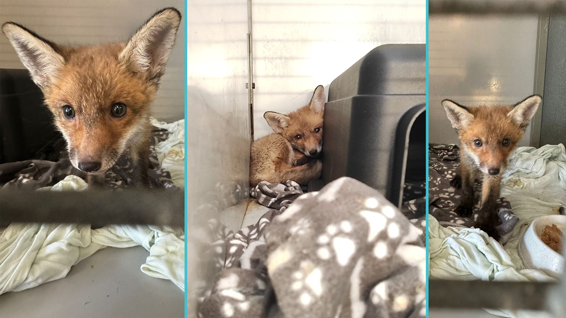 Der kleine Fuchs wurde auf den Namen 