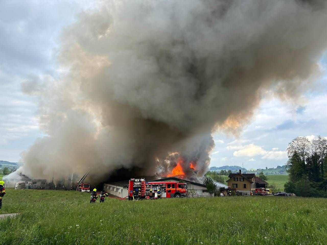 Bei einem Großbrand im Schweinezuchtbetrieb starben 800 Tiere.