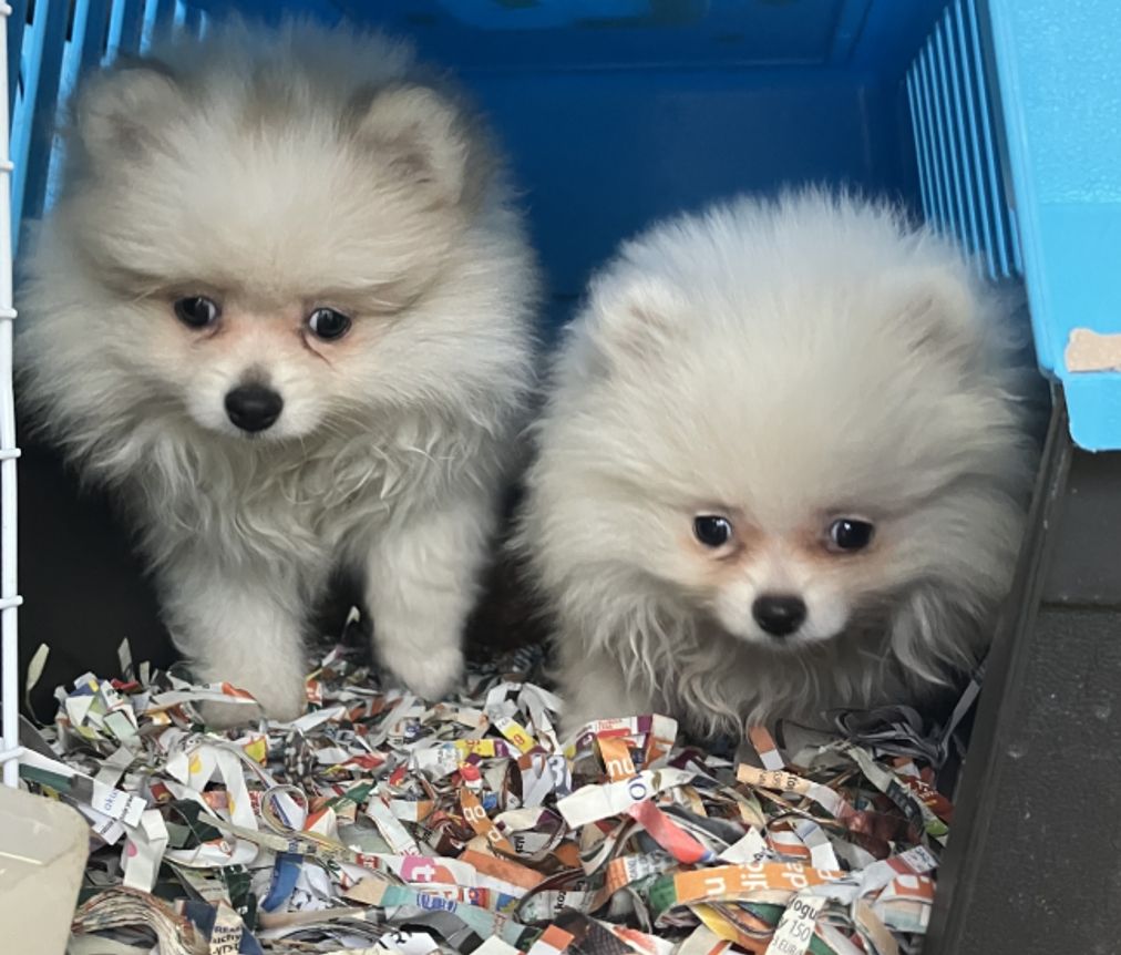 Die gefundenen Welpen waren in einem gesundheitlich äußerst schlechten Zustand.