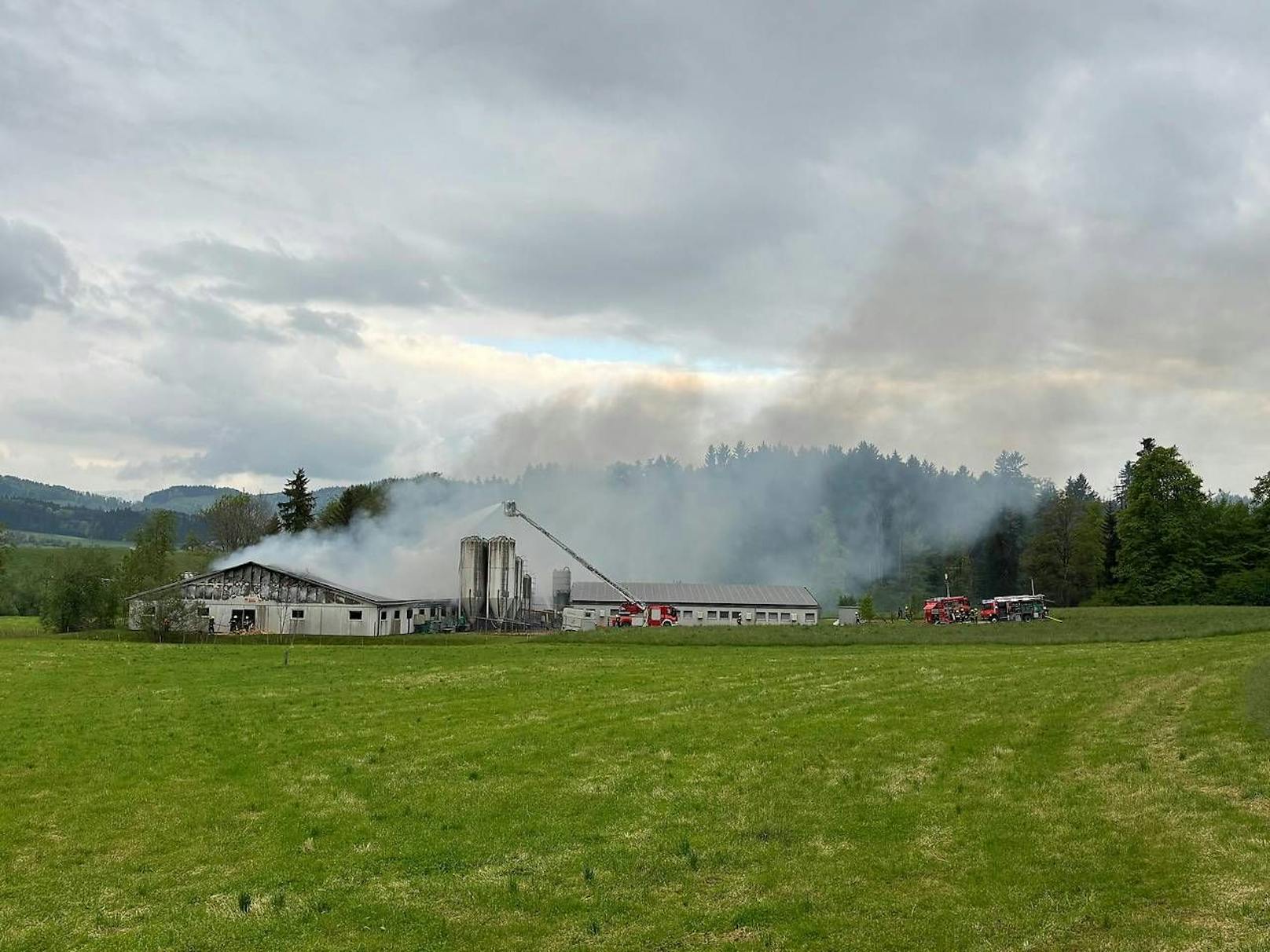 Bei einem Großbrand im Schweinezuchtbetrieb starben 800 Tiere.