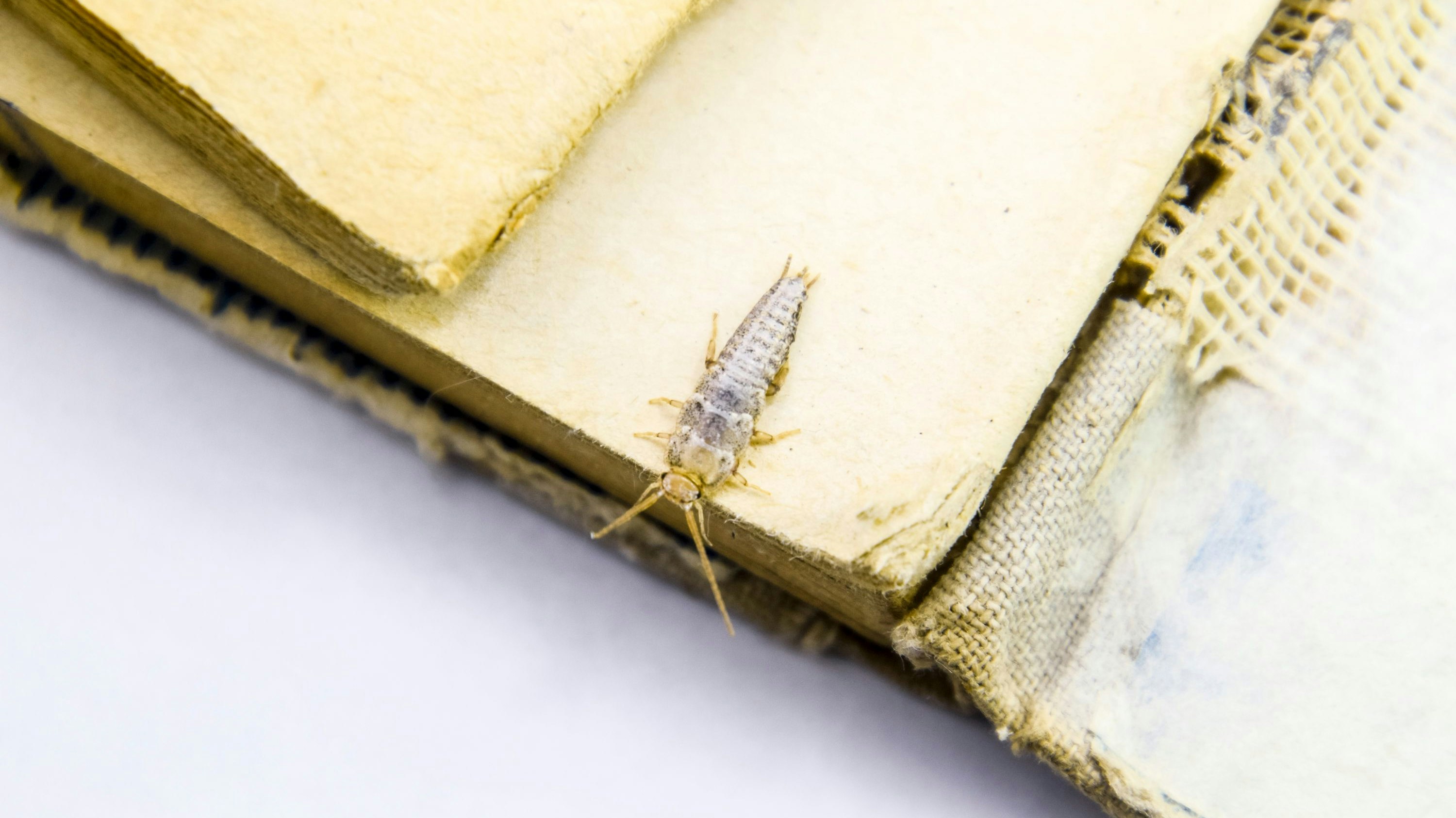 Insect feeding on paper - silverfish