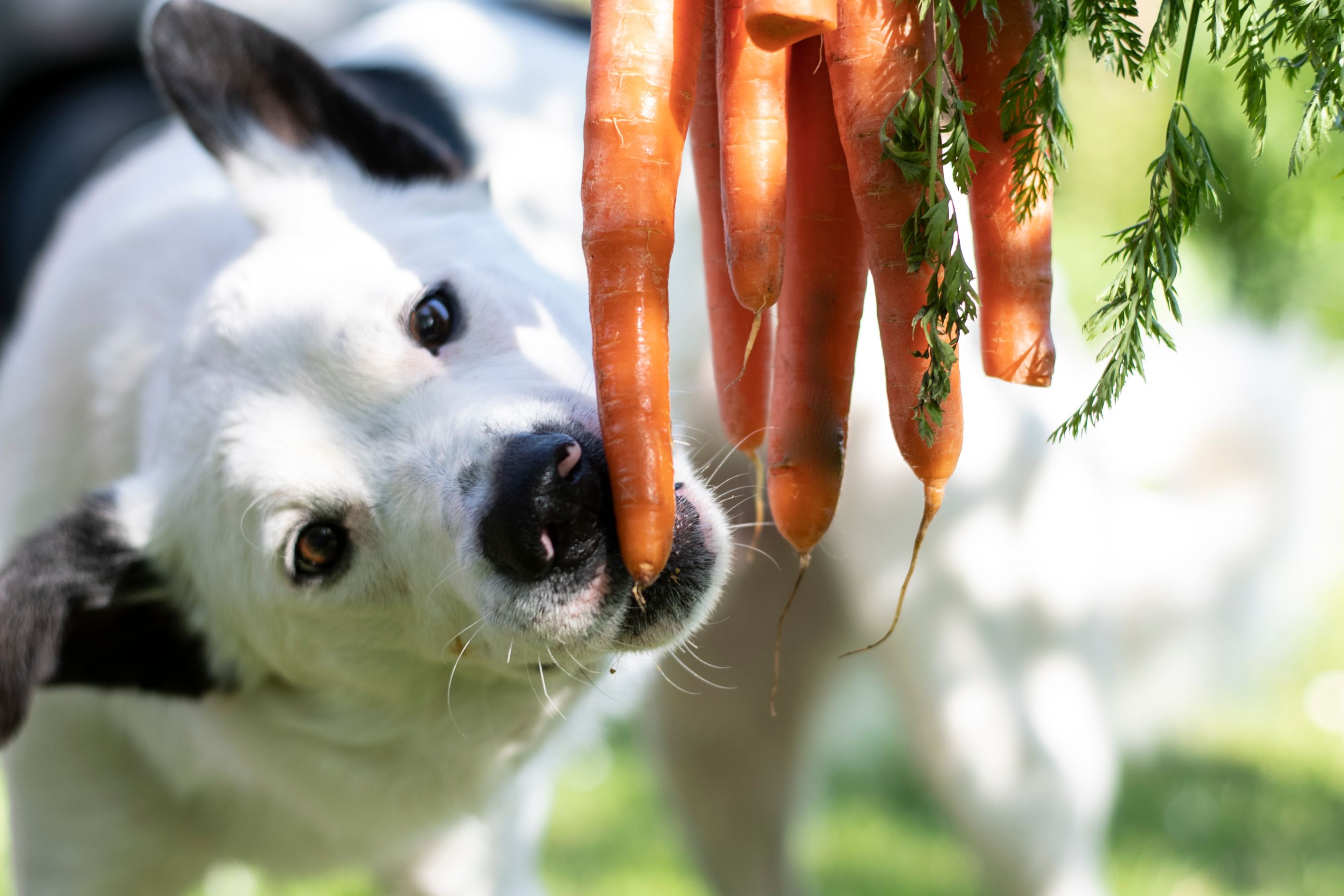 Tja, vorbei ist die Zeit mit Knochen und Knabbergetier.