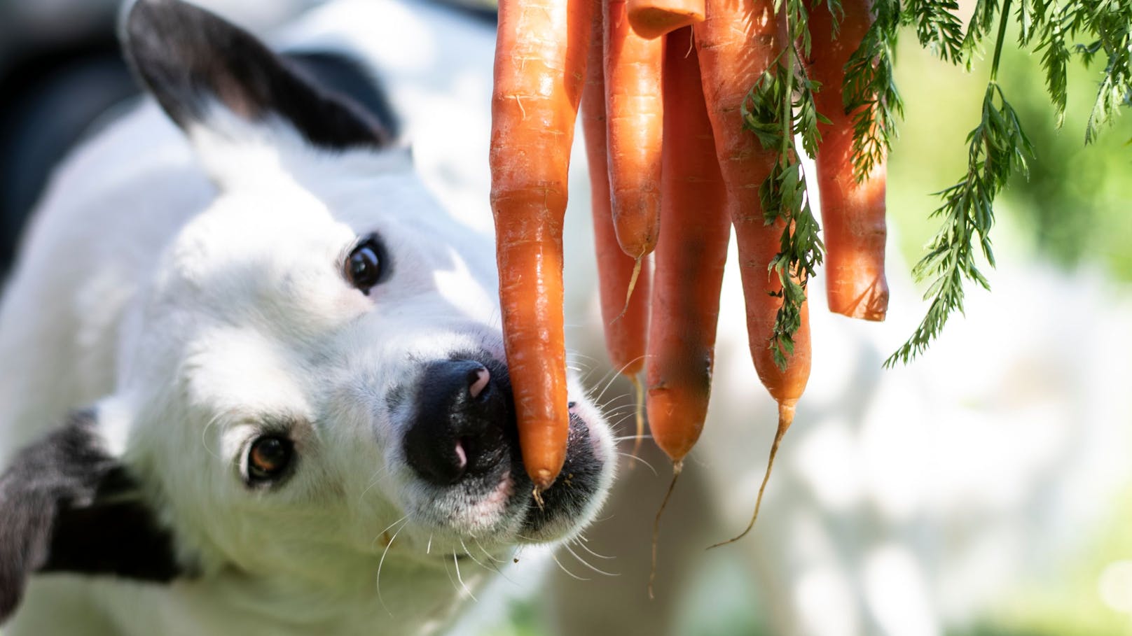 A taste of KEKS: Der vegane Hund