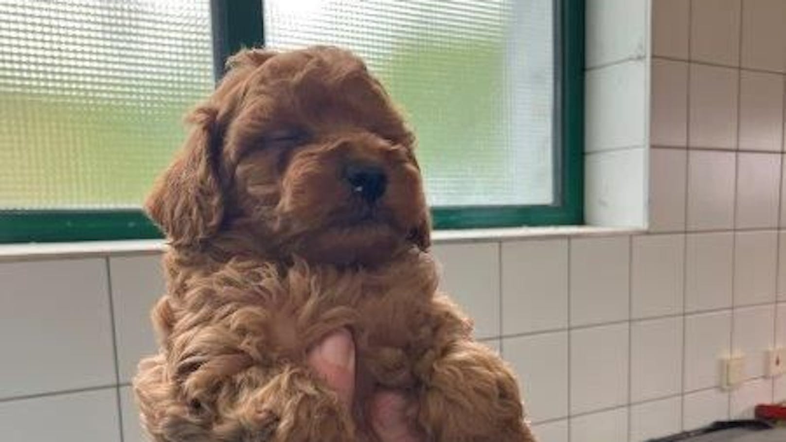 Die aufgegriffenen Hunderassen waren Cavalier King Charles Spaniel, Zwergdackel, Pomeranian, Malteser, französische Bulldoggen und Pudel, wobei es sich bei den Zwergdackeln und den französischen Bulldoggen um eine sogenannte Qualzucht handelt.