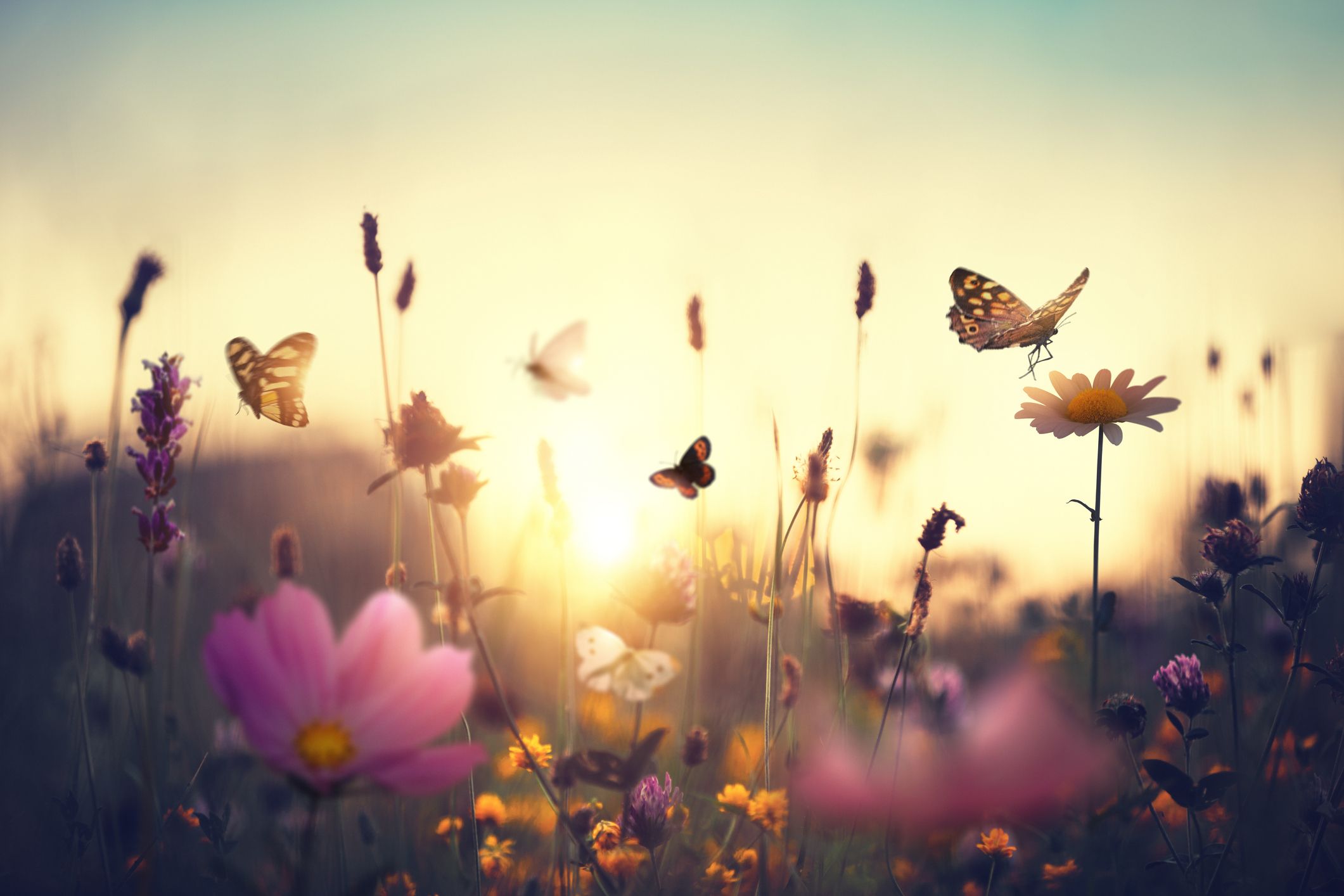 Wer liebt Schmetterlinge nicht? 