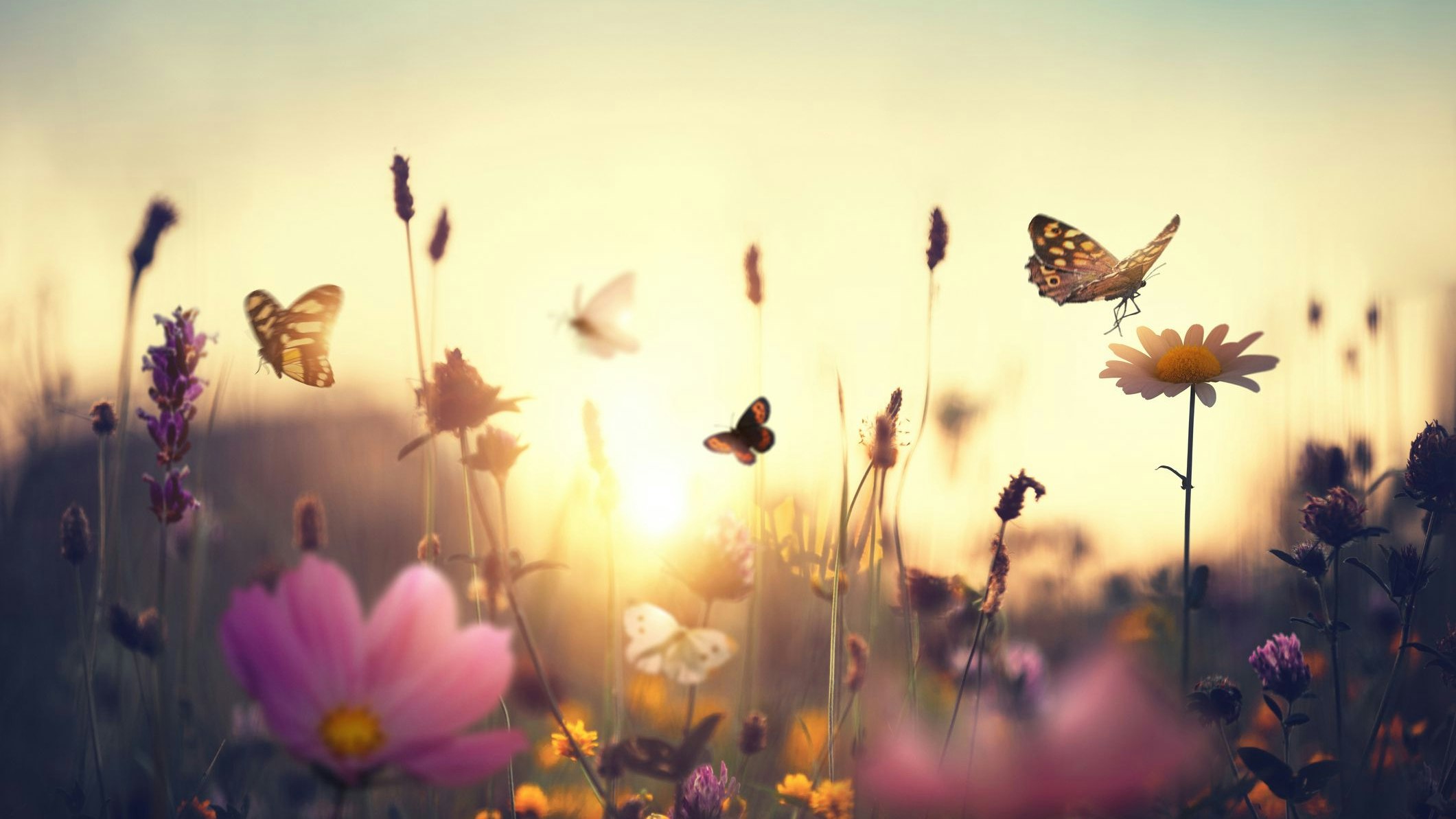 Heute.at - Österreich sucht wieder seinen Schmetterling des Jahres