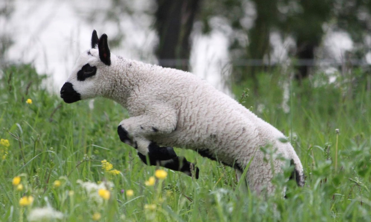Lämmchen Flocki darf ab sofort nun auch über die Wiener Donauinsel tollen. 