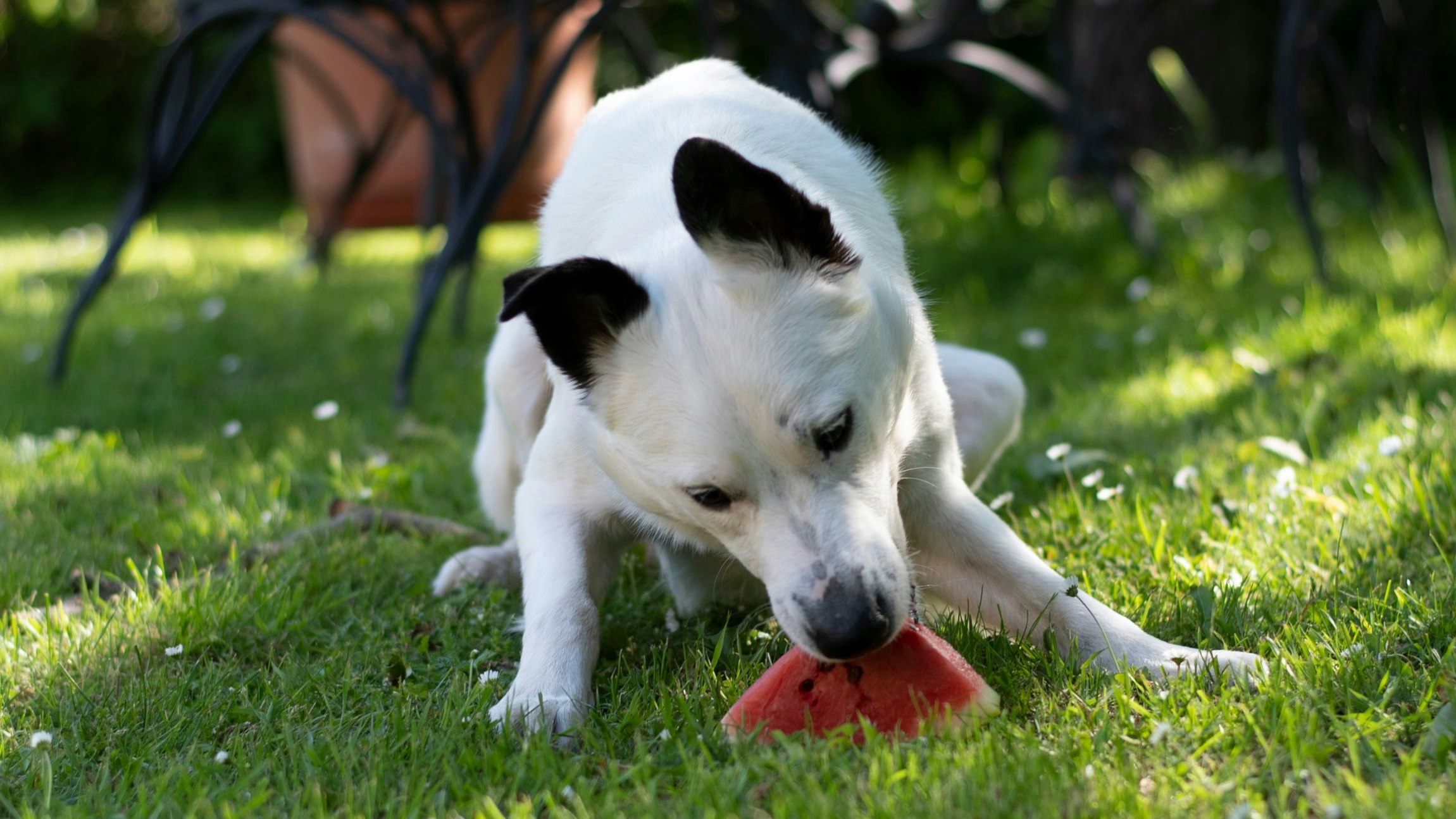 Zum Glück darf Keks abgesehen vom tierischen Protein wirklich ALLES fressen. 