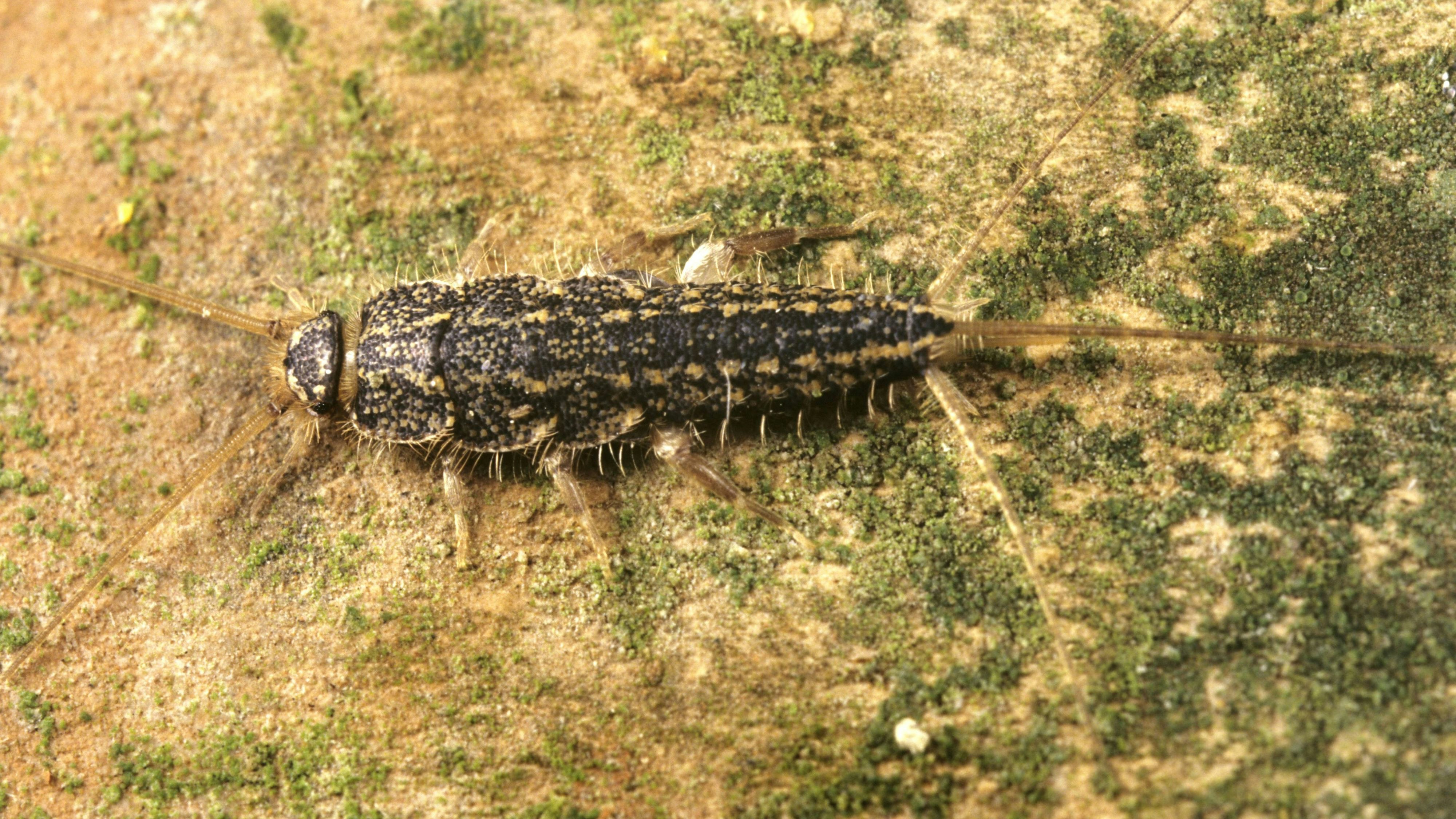 Bildnummer: 60549043  Datum: 04.09.2013  Copyright: imago/blickwinkel Kammfischchen (Ctenolepisma lineata), auf einem Stein Four-lined Silverfish (Ctenolepisma lineata), on a stone BLW052444 xdp x0x 2013 quer Querformat Tier Tiere Insekt Insekten Fischchen Kammfischchen Natur Einzeltier einzelnes Tier einzelne Tiere ein Tier 1 Tier einzeln einzelne einzelner einzelnes Ganzkoerperportraet Ganzkoerperportraets Ganzkoerperportrait Ganzkoerperportraits Ganzkoerperansicht Ganzkoerperansichten Wildlife Wildtier Wildtiere Fauna Fauna Deutschlands Wildtier Deutschlands Wildtiere Deutschlands Nahaufnahme Nahaufnahmen Aufsicht Draufsicht Ansicht von oben von oben sitzen sitzend sitzt sitzender sitzende sitzendes auf einem Stein sitzen auf eine Stein sitzend sitzt auf einem Stein auf einem Stein sitzend horizontal format animal animals insect insects silverfish silverfishes Four-lined Silverfish Four-lined Silverfishes nature one animal single animal single animals 1 animal full-length portrait full-length portraits full length wild animal wild animals fauna of Germany wild animal of Germany wild animals of Germany closeup close up close-up view high angle view top view view from above sitting sits sits on a stone sitting on a stone    60549043 Date 04 09 2013 Copyright Imago Angle   lineata on a Stone Four lined   lineata ON a Stone  XDP x0x 2013 horizontal Landscape Animal Animals Insect Insects Fish  Nature Individual animal single Animal Individuals Animals a Animal 1 Animal single Individuals single single Ganzkoerperportraet Ganzkoerperportraets ganzkoerperportrait ganzkoerperportraits Ganzkoerperansicht  Wildlife Wild animal Wild animals Fauna Fauna Germany Wild animal Germany Wild animals Germany Close-up Close-ups Supervision Floor View from above from above sit seated sits seated Sitting Head end on a Stone sit on a Stone seated sits on a Stone on a Stone seated horizontally Format Animal Animals Insect insects  silverfish Four lined  Four lined silverfish Nature One Animal Single Animal Single Animals 1 Animal Full length Portrait Full length Portraits Full length Wild Animal Wild Animals Fauna of Germany Wild Animal of Germany Wild Animals of Germany closeup Close up Close up View High Angle View Top View View from above Sitting sits sits ON a Stone Sitting ON a Stone  
