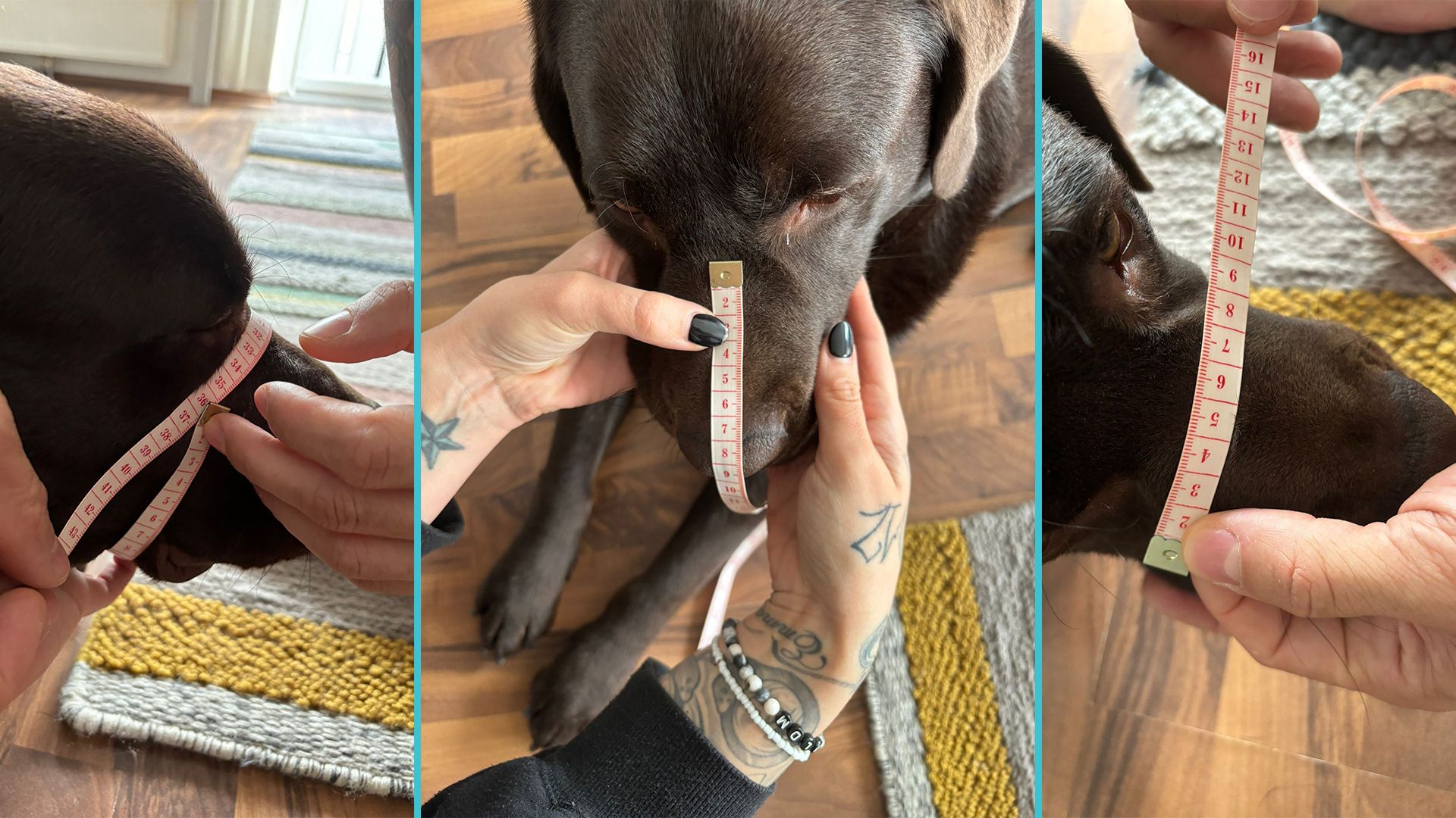 Breite, Länge und Umfang – nur mit den richtigen Maßen sitzt der Maulkorb gut und richtig.