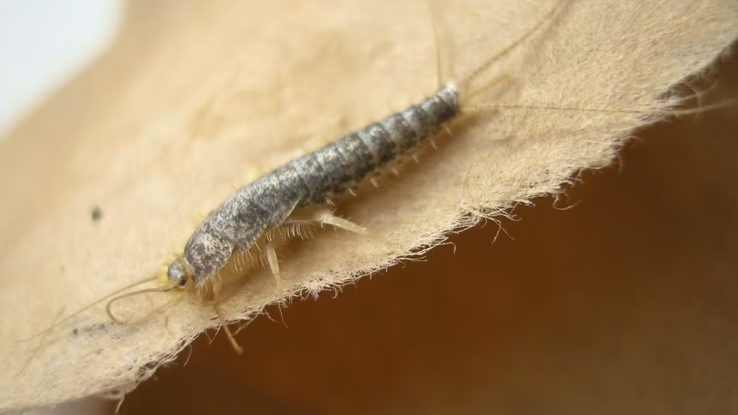 Die Papierfischchen sehen den Silberfischchen sehr ähnlich, sind allerdings größer: bis zu 15 Millimeter lang.