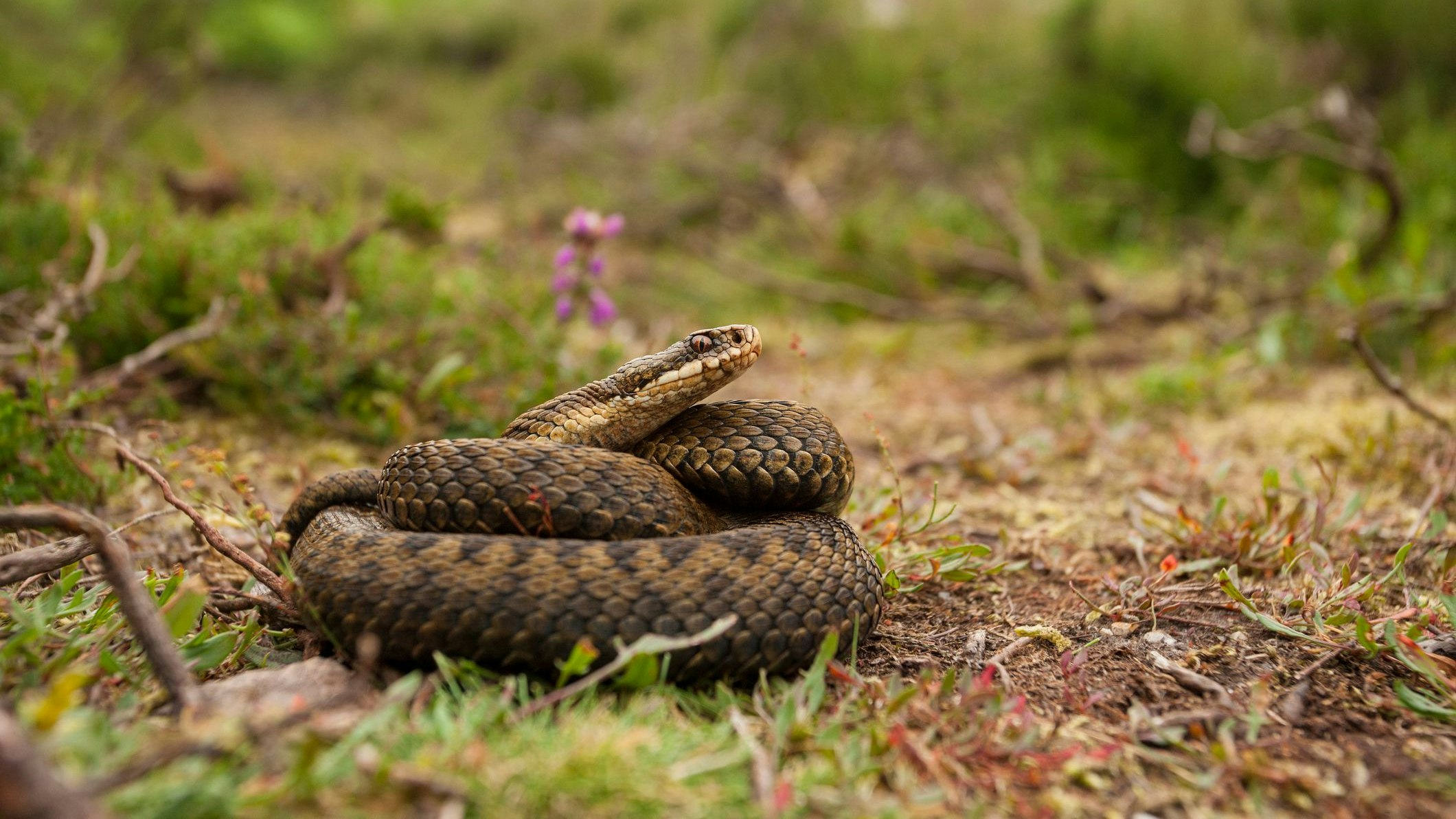 Heute.at - Wiener von Kreuzotter gebissen – per Heli ins Spital