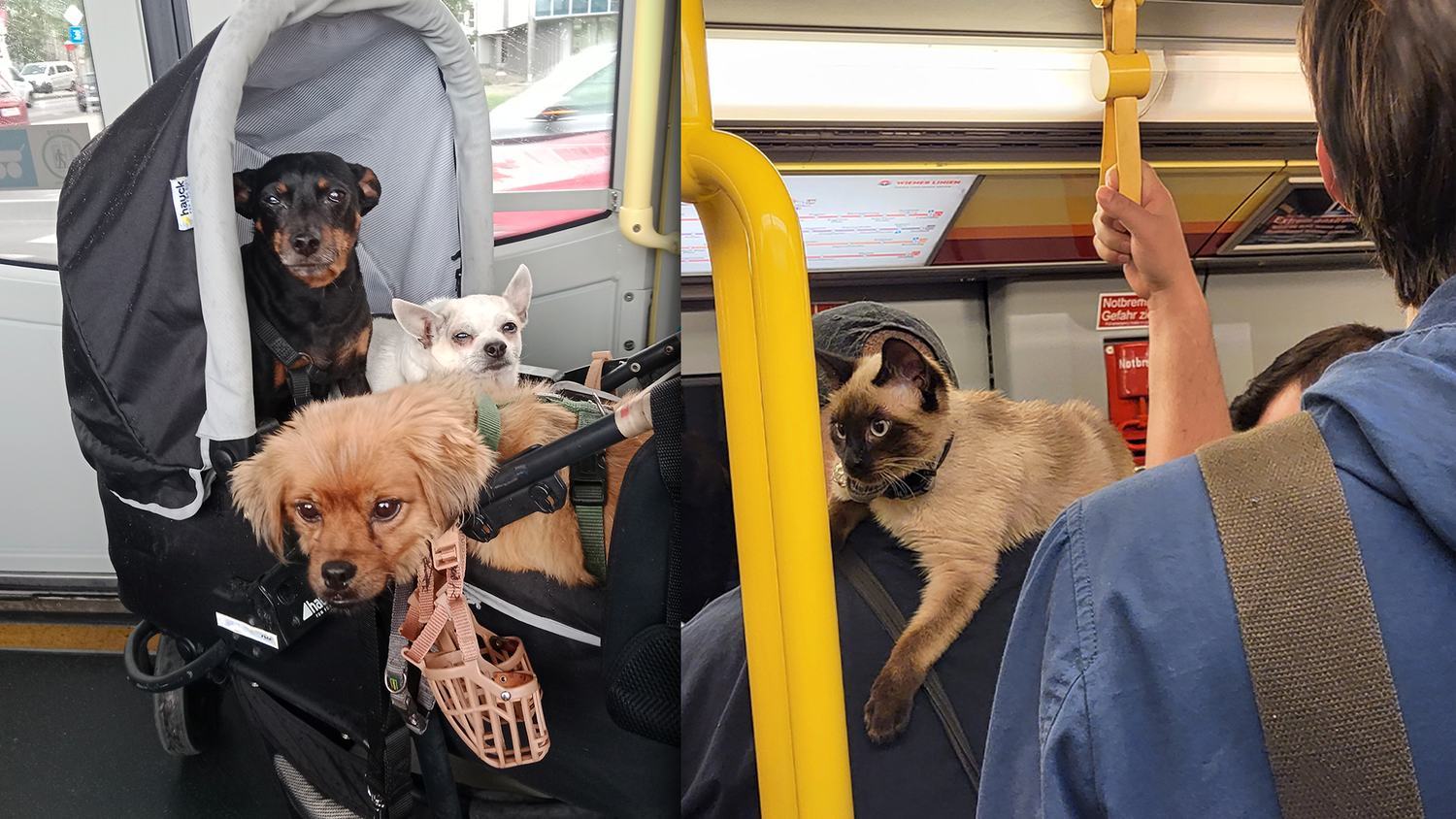 Tierisch gut drauf! In den Wiener-Öffis scheint es den Vierbeinern gutzugehen.
