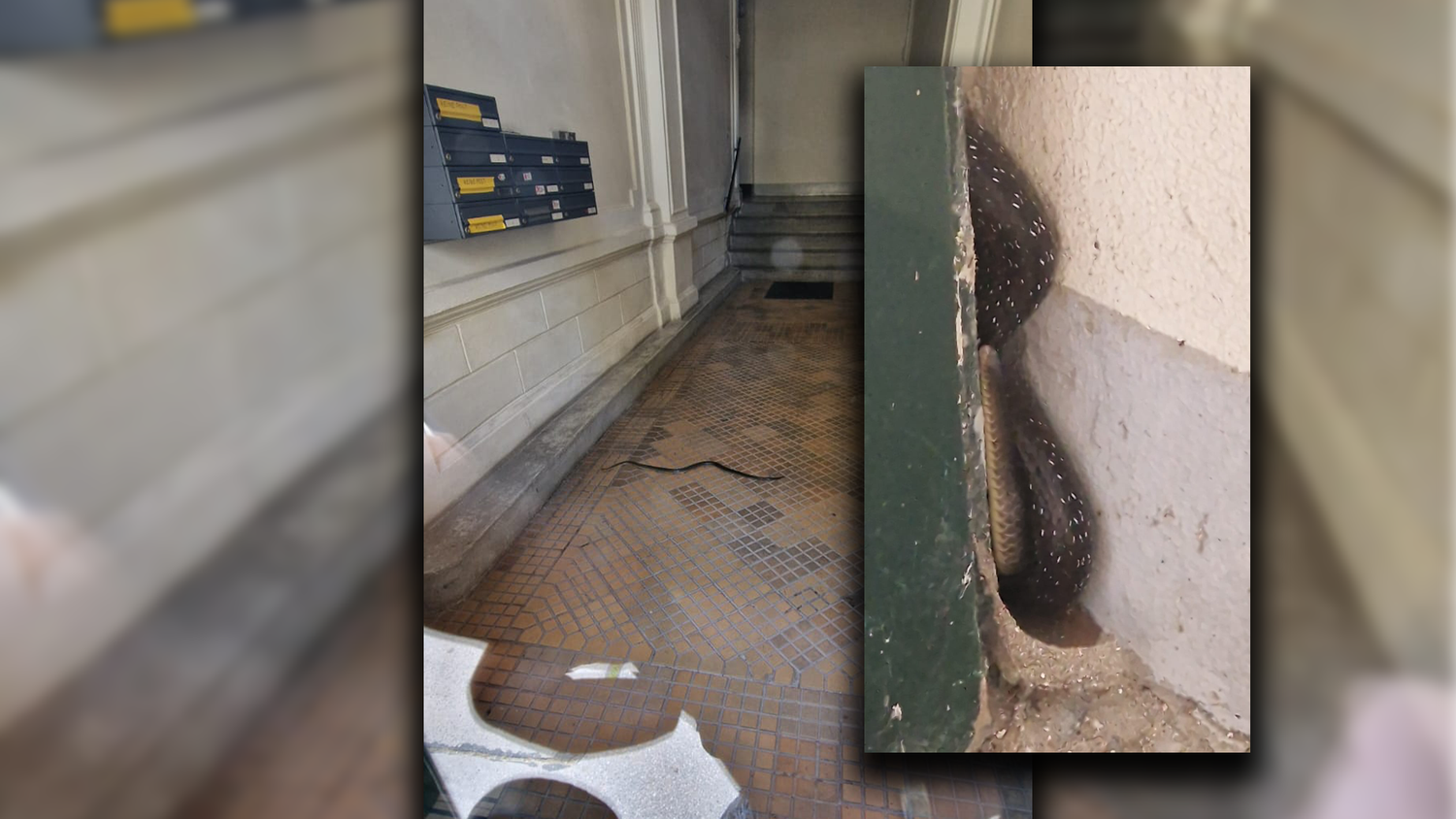 Diese Schlange kroch am Sonntag in ein Wiener Wohnhaus. Die Feuerwehr kümmerte sich um das Tier.