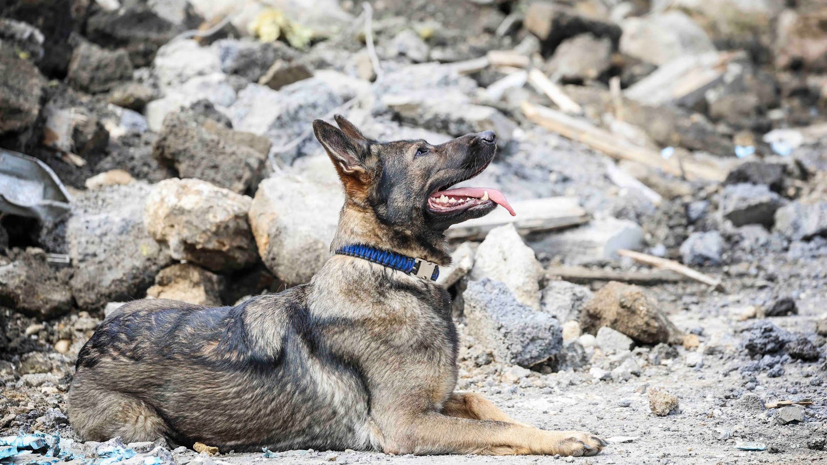 Ein Hund sucht den Bereich nach Sprengstoff und anderen Spuren ab.