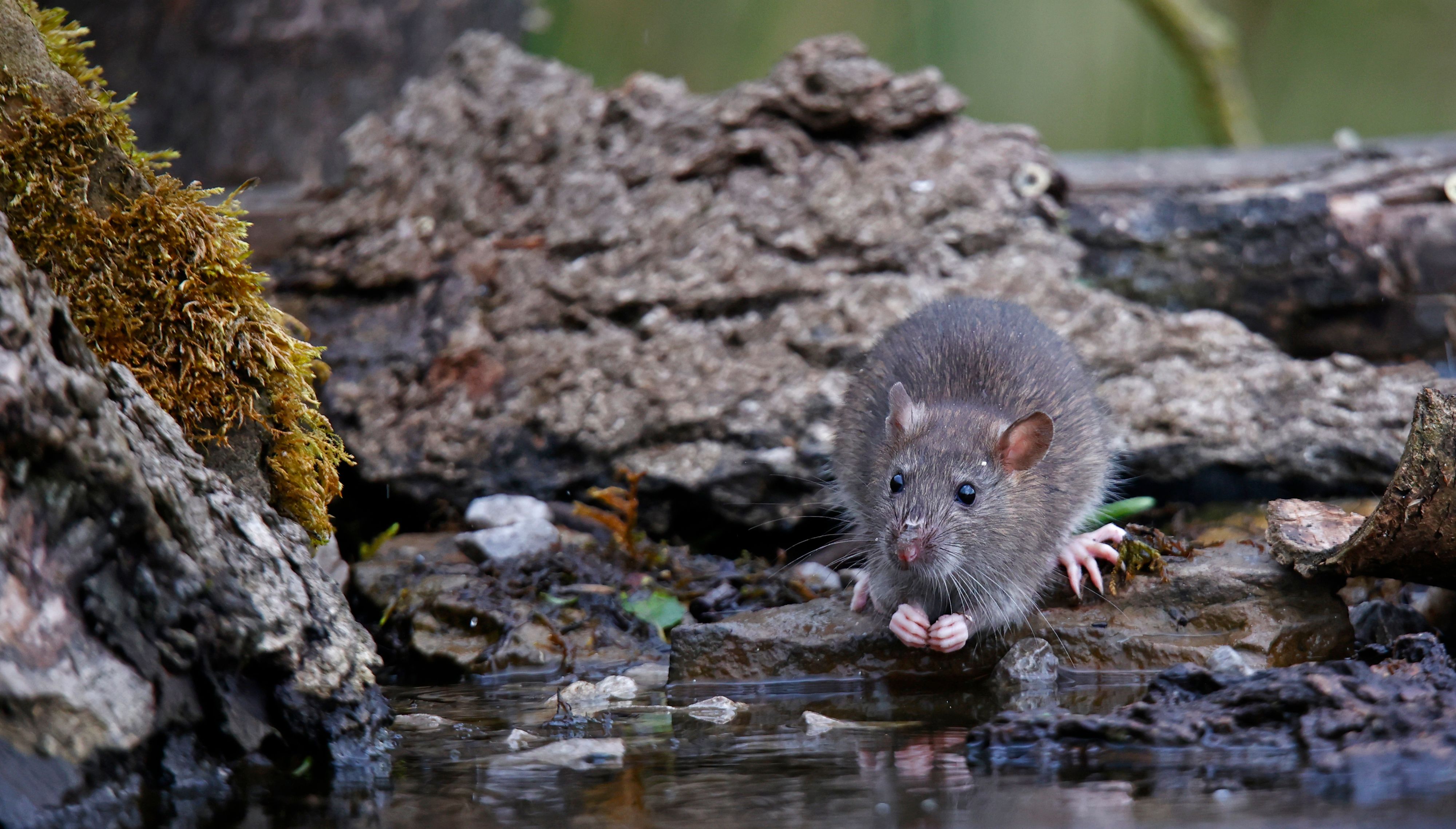 Hohenau hat ein Rattenproblem. Der Bürgermeister bittet erneut um Mithilfe