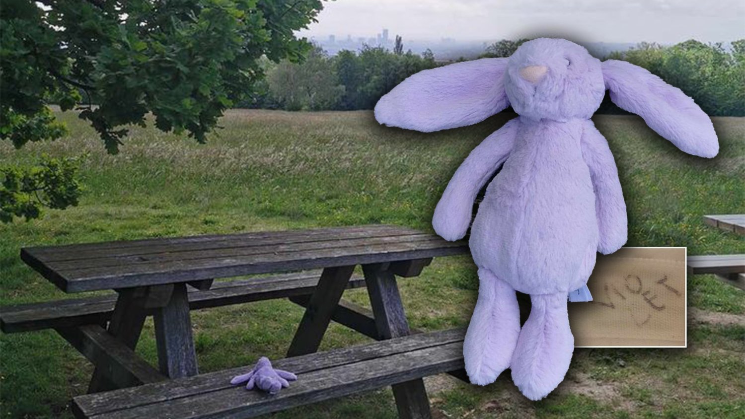 Dieser Hase hat seinen Besitzer verloren. Eine Dame versucht seit Wochen, diesen ausfindig zu machen.