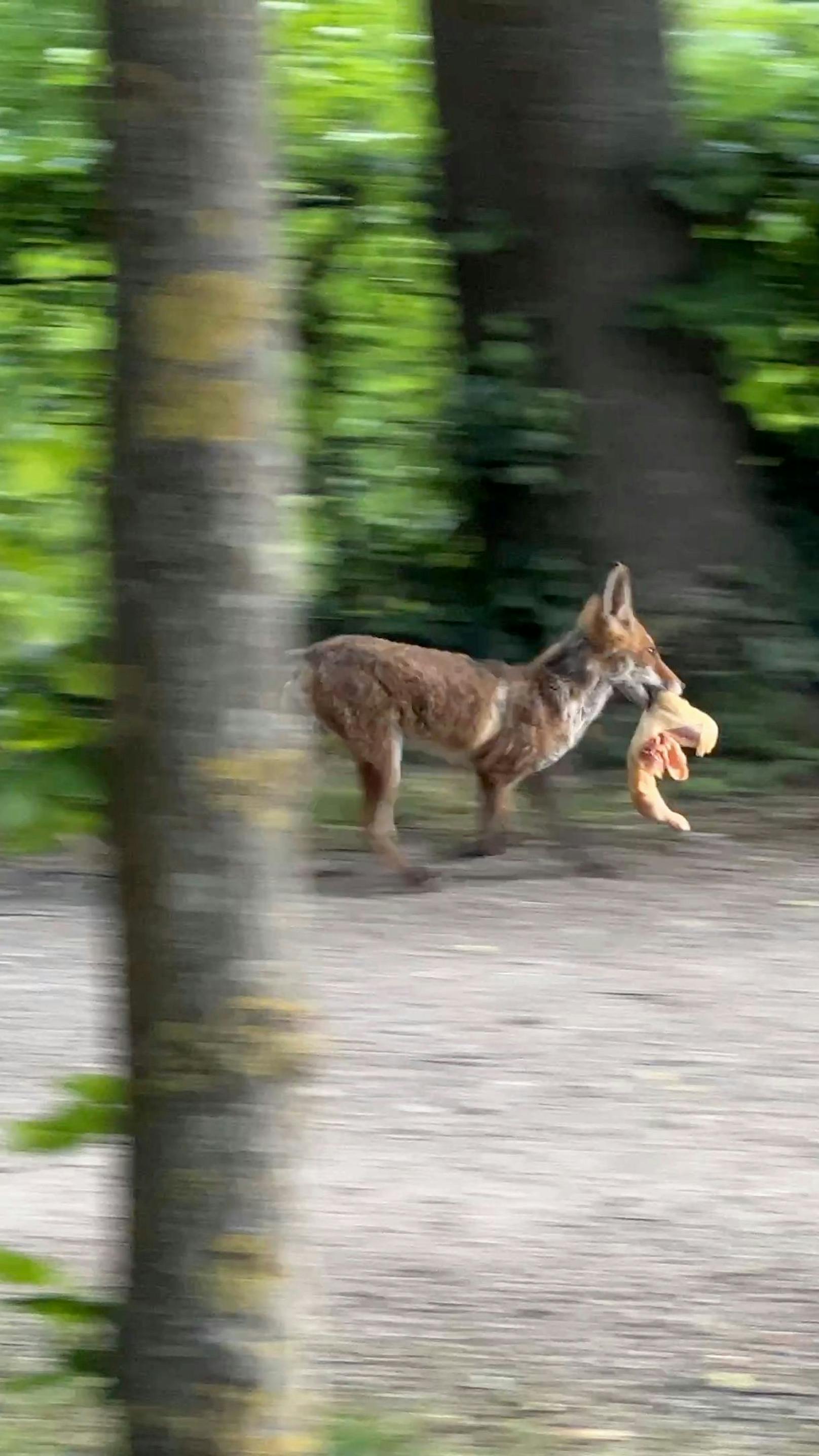 Fette Beute! Fuchs mit grillfertigem Hendl unterwegs