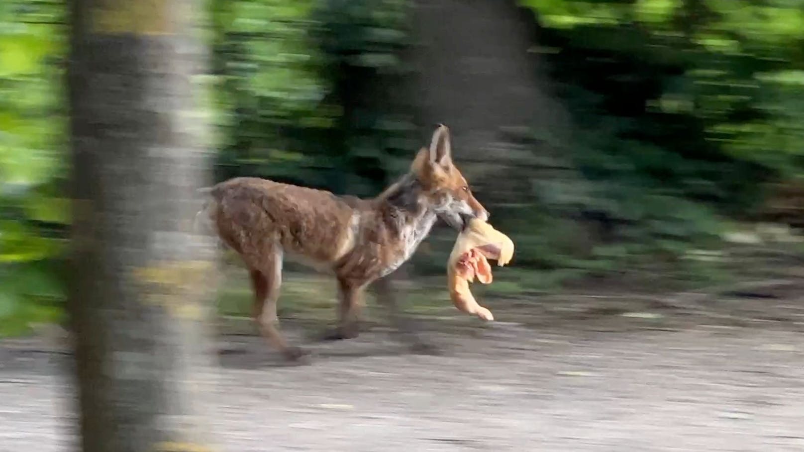 Fette Beute! Fuchs mit grillfertigem Hendl unterwegs