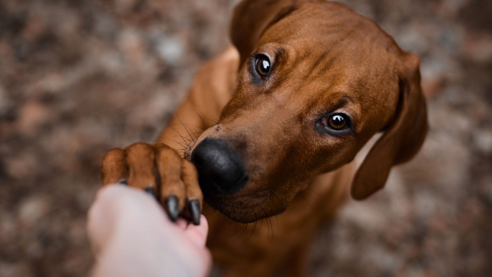 Tödlicher Virus – hier muss dein Hund geimpft sein