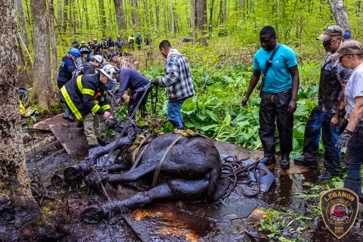 In den USA sind zwei Pferde im Schlamm eingesunken und waren auf Hilfe angewiesen.