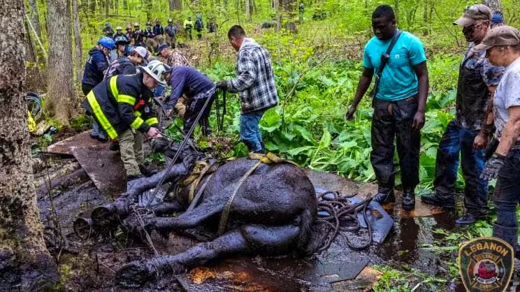 In den USA sind zwei Pferde im Schlamm eingesunken und waren auf Hilfe angewiesen.