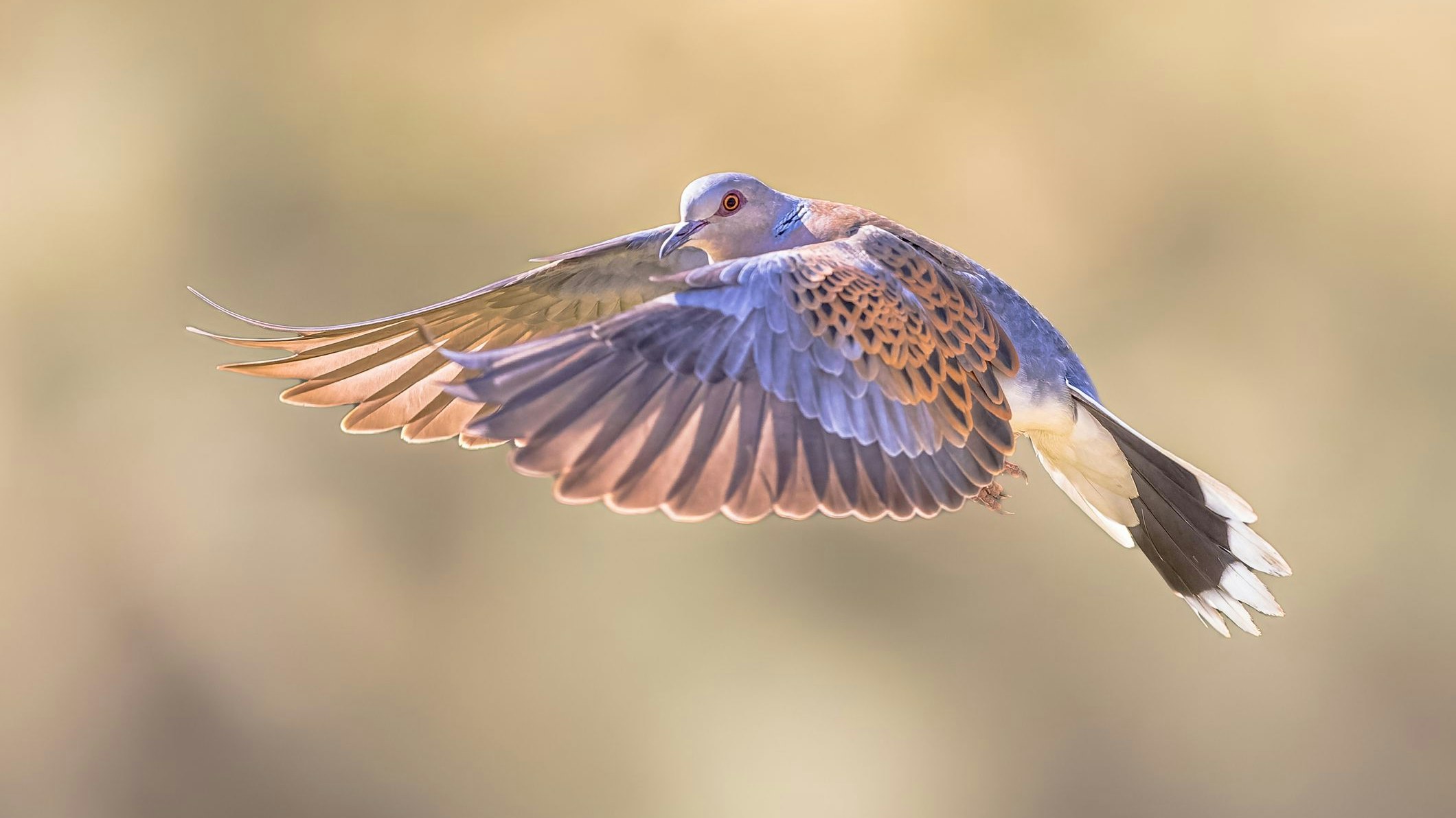 Gute Nachrichten für die Turteltaube: Niederösterreich stoppt die Jagt auf den gefährdeten Vogel