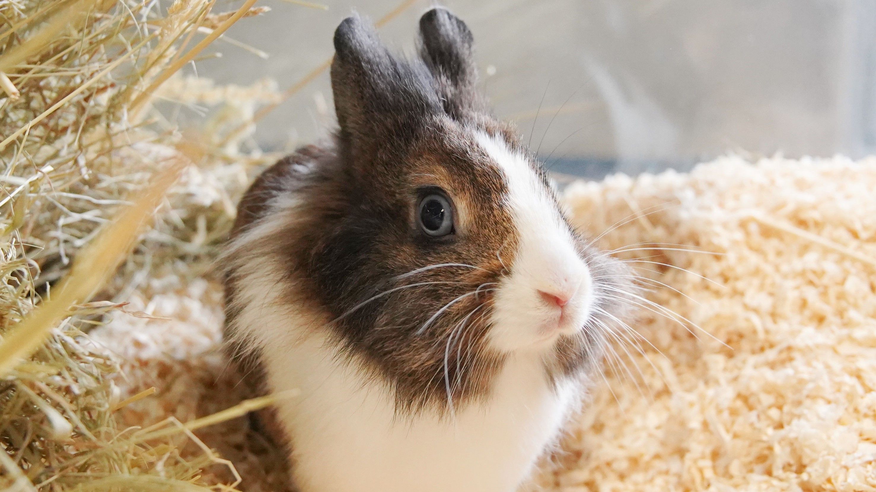 Das zweijährige Kaninchen kommt zwar nicht aus Lugners Tiersammlung, ist jedoch garantiert genauso liebenswert.