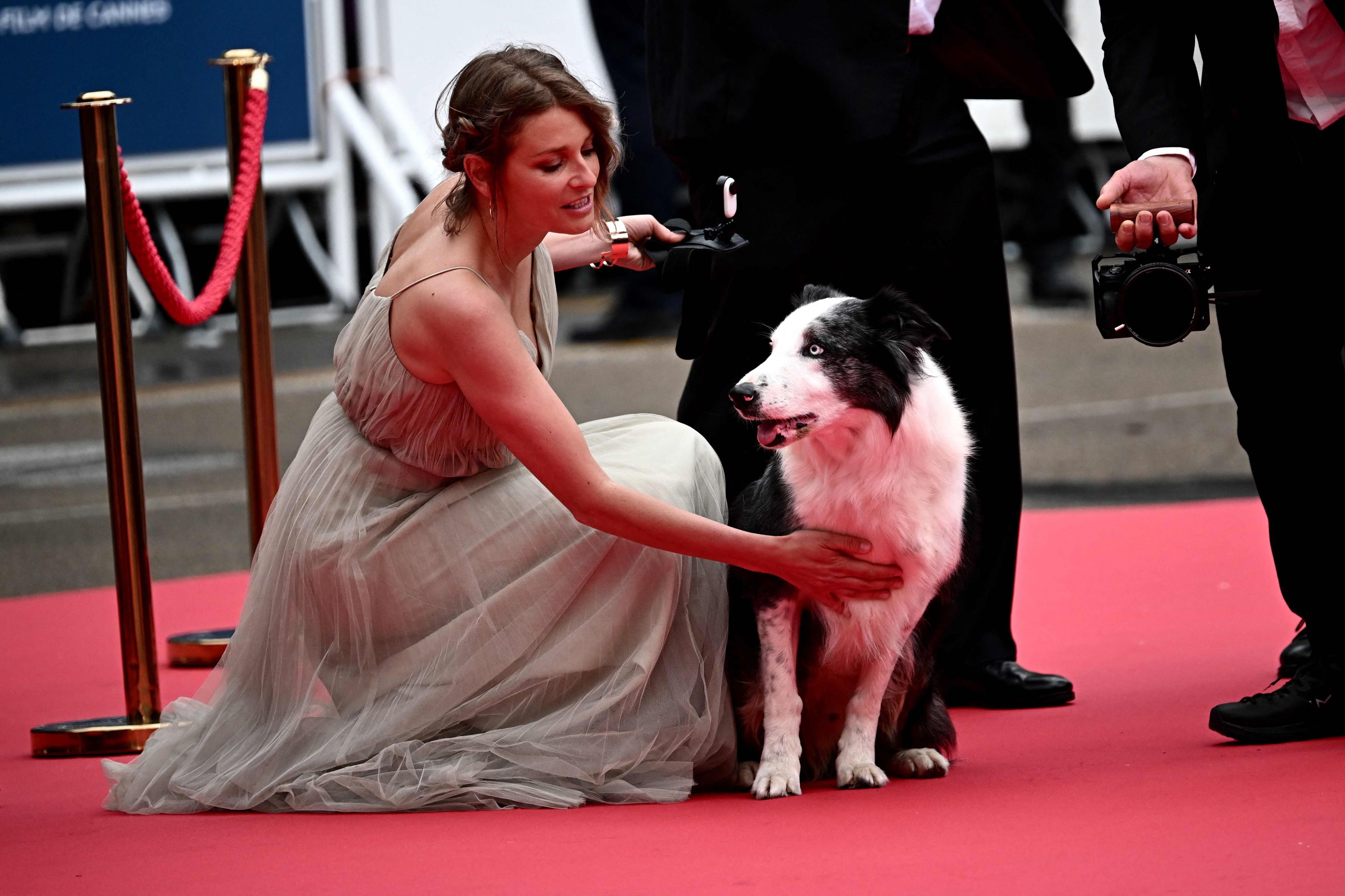 Reporterhund Messi stellt in Cannes heuer alle in den Schatten