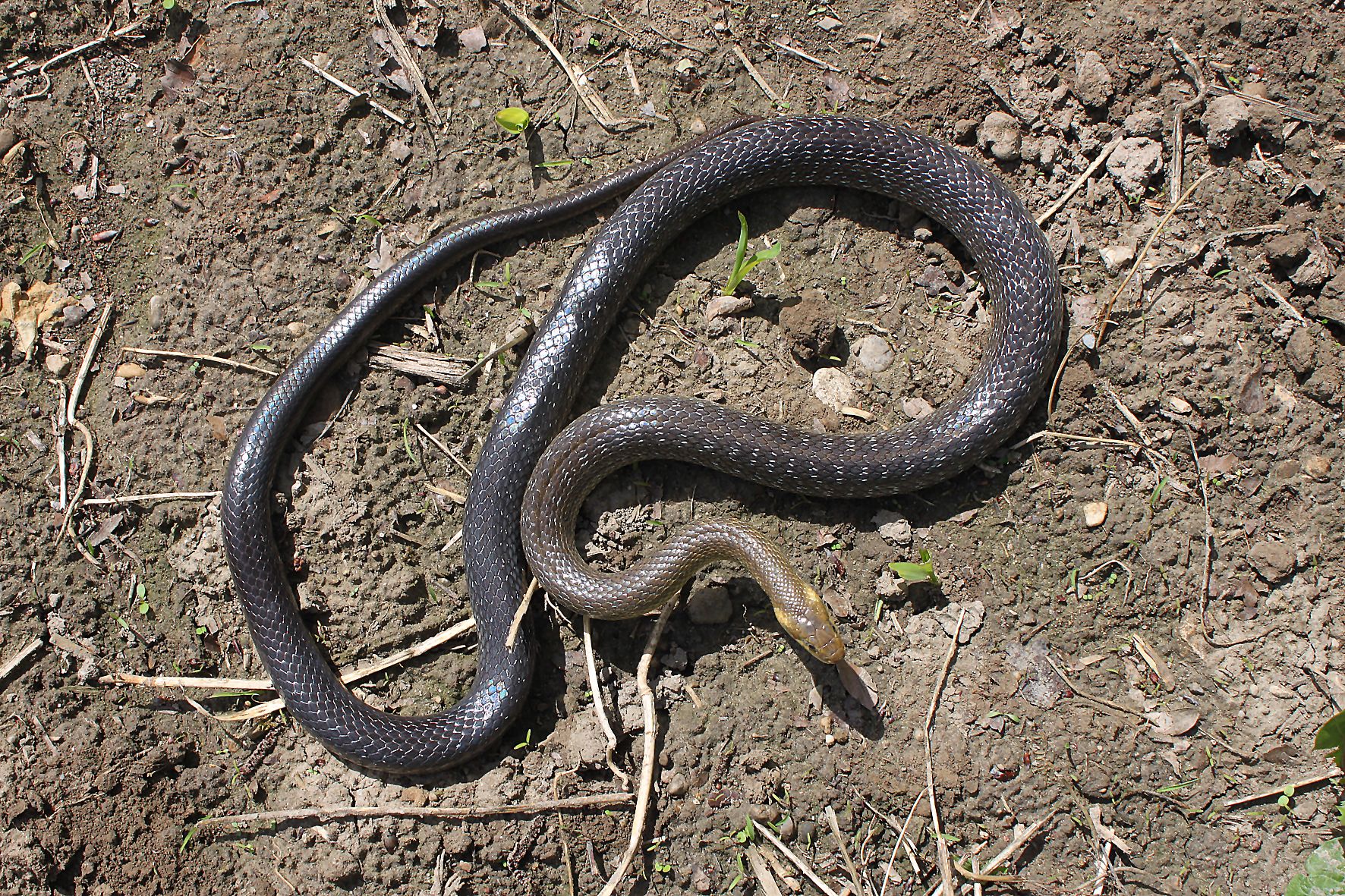 Diese riesige Äskulapnatter hat die Oberösterreicherin in einer Gartenhütte gefunden.