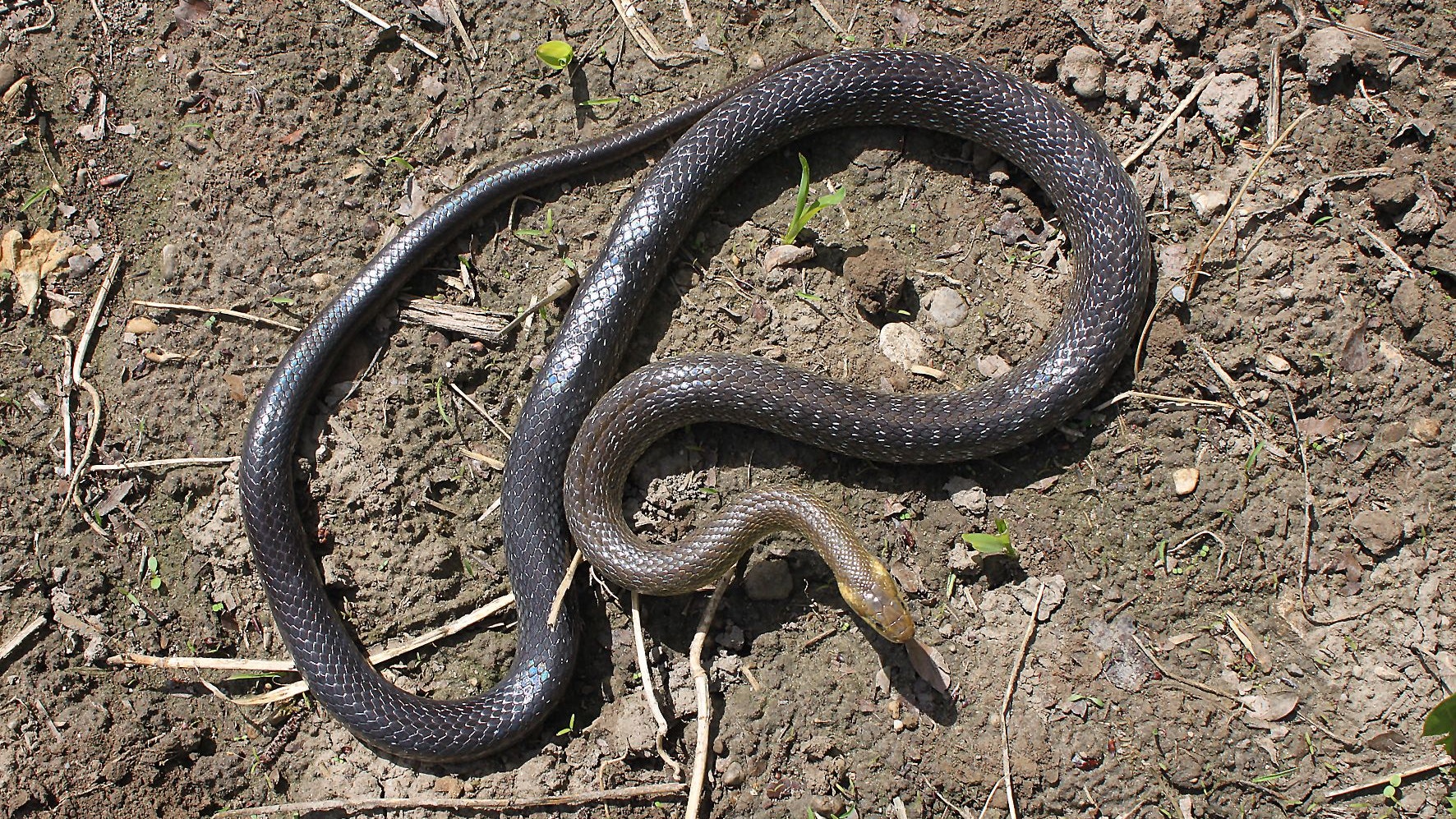 Diese riesige Äskulapnatter hat die Oberösterreicherin in einer Gartenhütte gefunden.