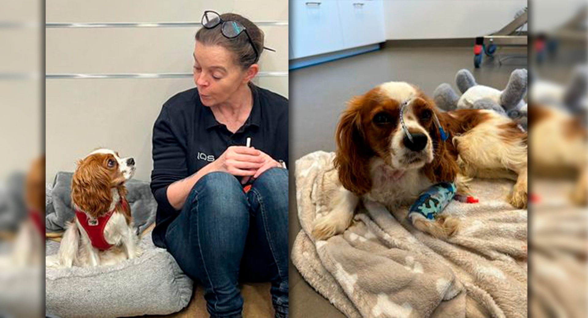 Hund Joko kämpft derzeit um sein Leben. 