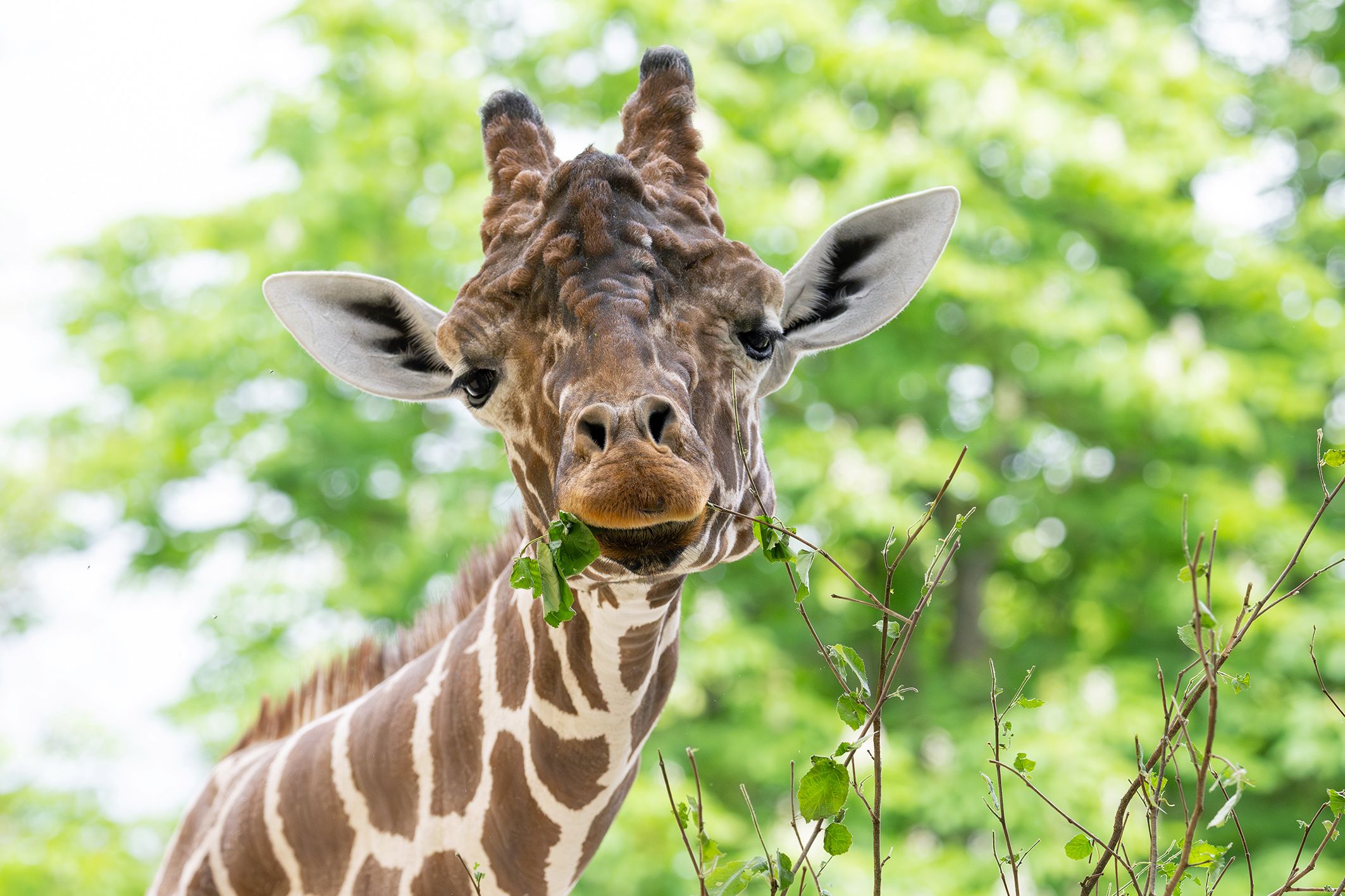 Es geht doch nix über knackiges Frischfutter.