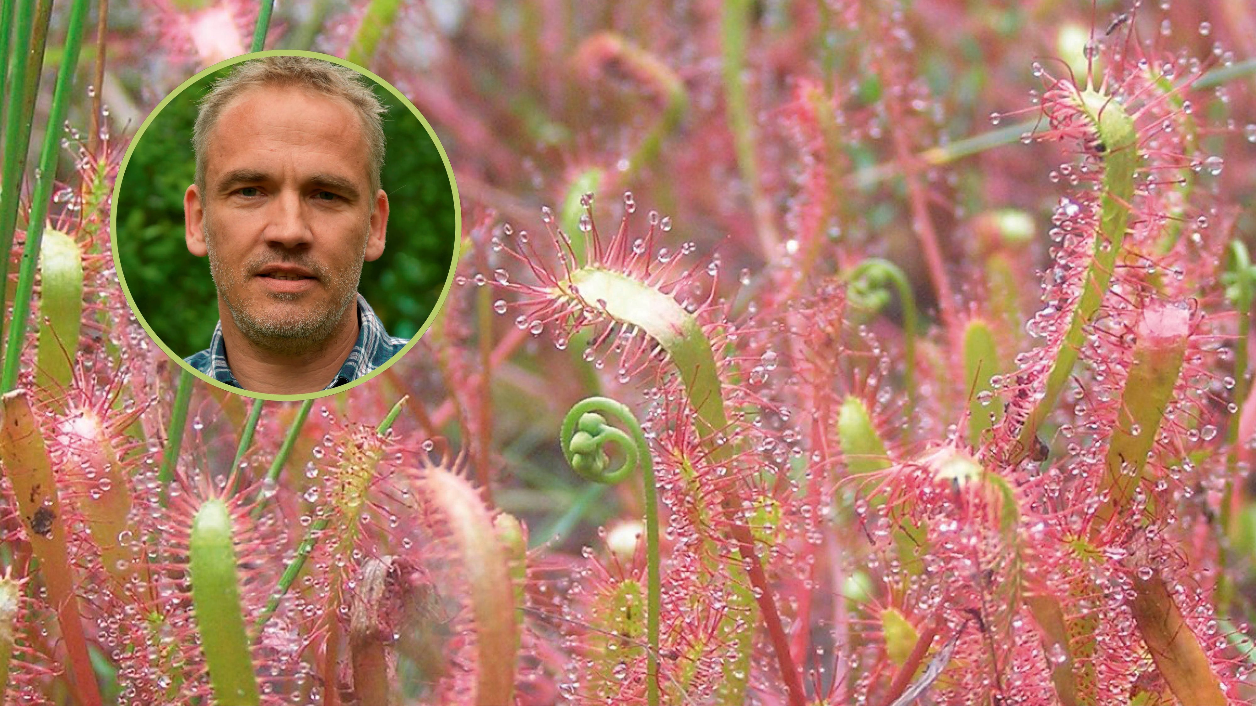 Der Langblättrige Sonnentau (Drosera anglica) ‒ eine sogenannte 