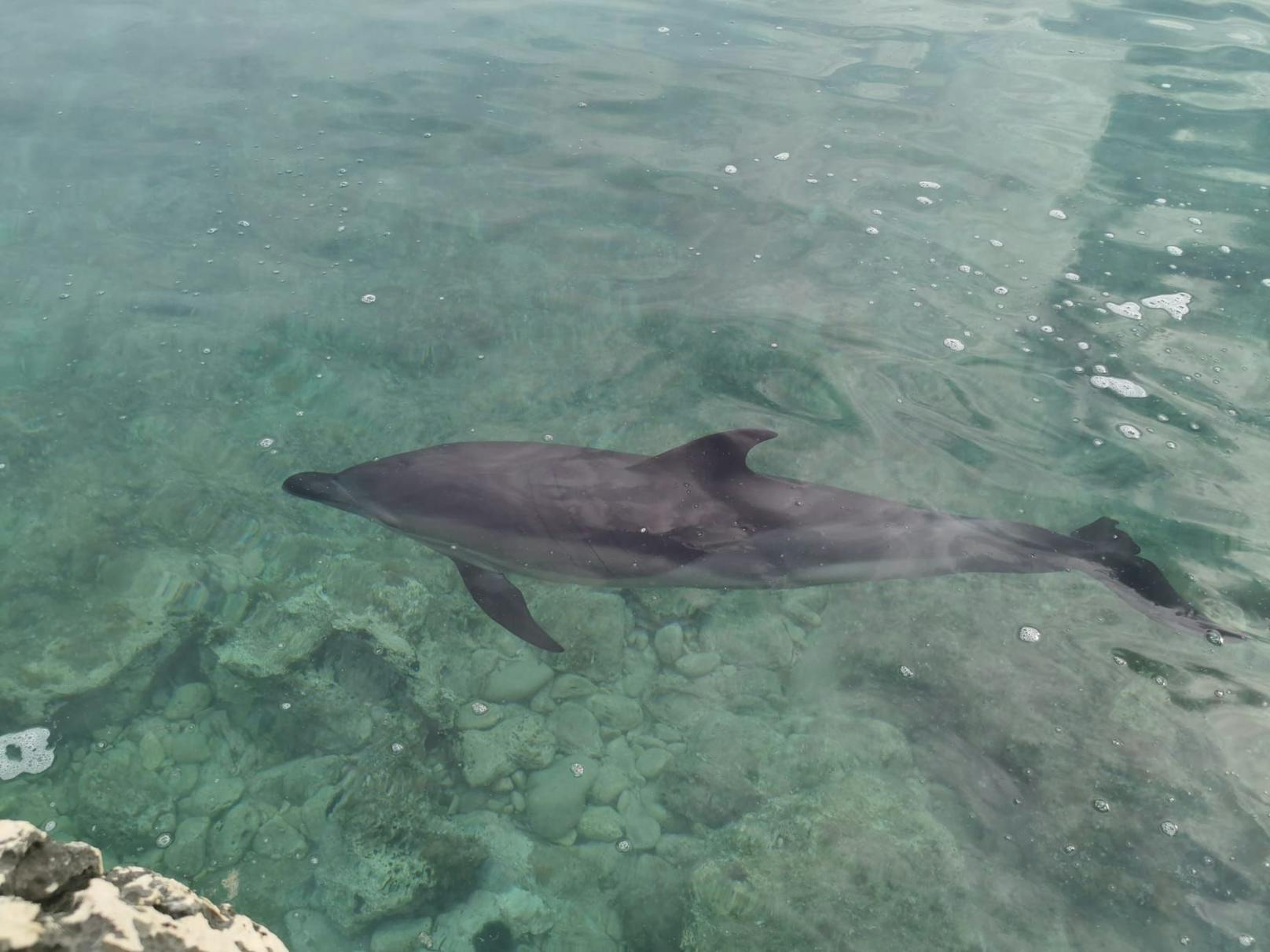 Sensationell! Im Kroatien-Urlaub traf ein "Heute"-Leser auf Delfine.