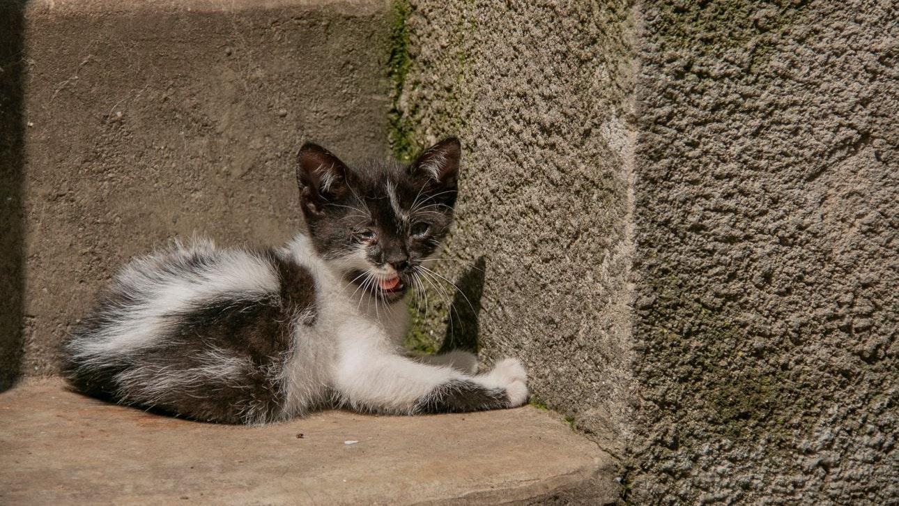 Die Kätzchen eines Streunerpärchens sind niemals völlig gesund. 