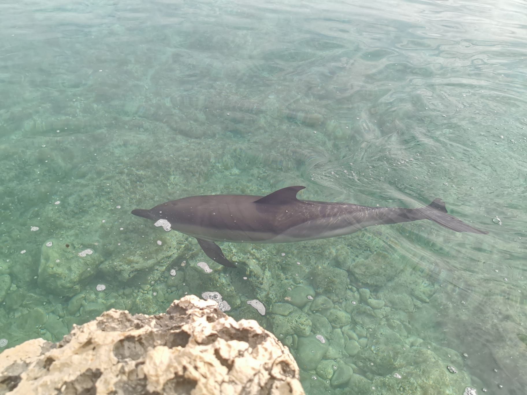 Dieser mutige Delfin erfreute unlängst das Herz eines <em>