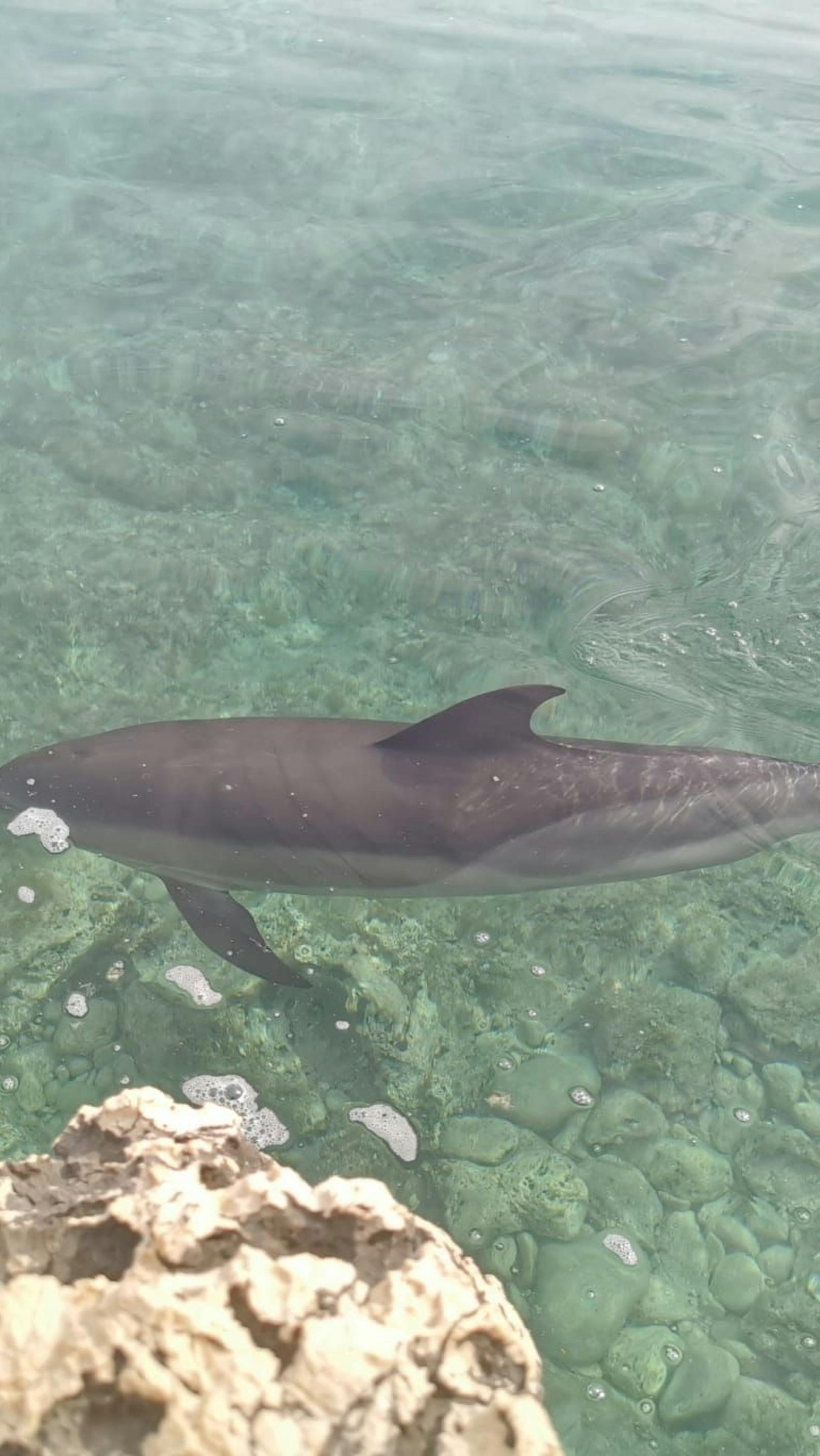 Auf dieser kroatischen Insel triffst du auf Delfine