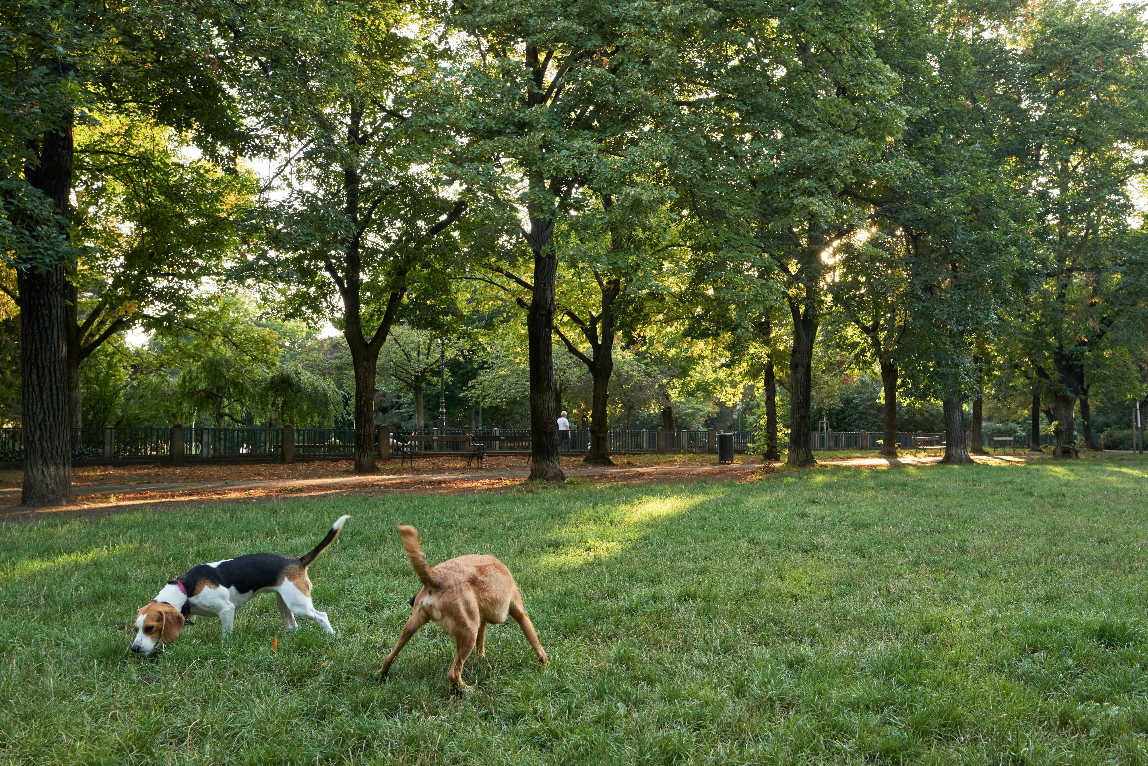 Wiener Hundehalter bangen derzeit um ihre Vierbeiner. Schuld daran seien Giftköder (Symbolbild).
